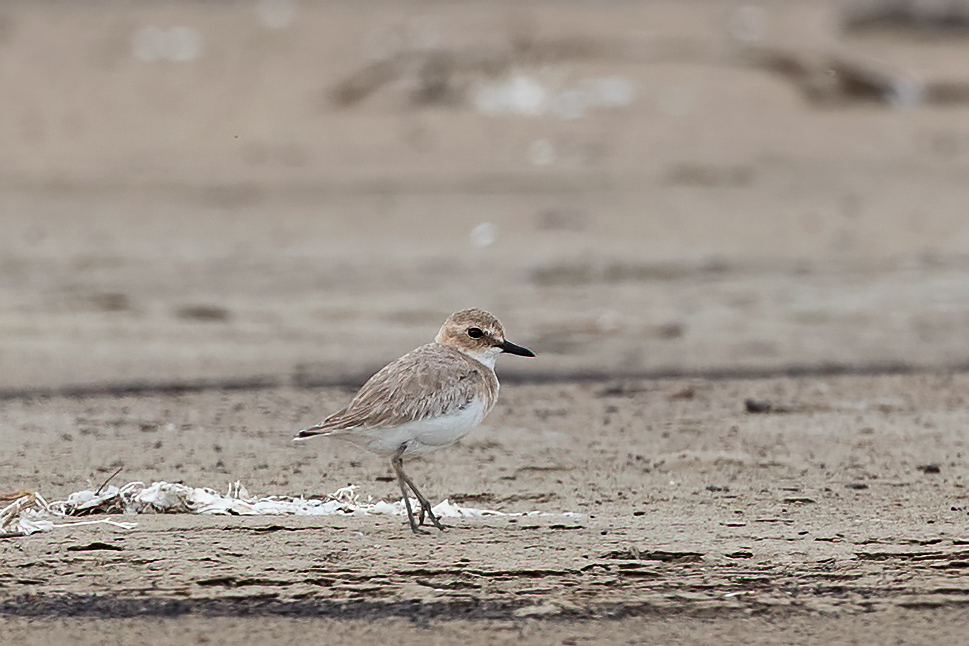 Greater Sand-Plover