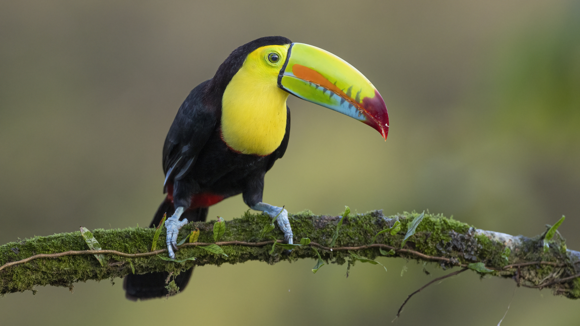 Keel-billed Toucan
