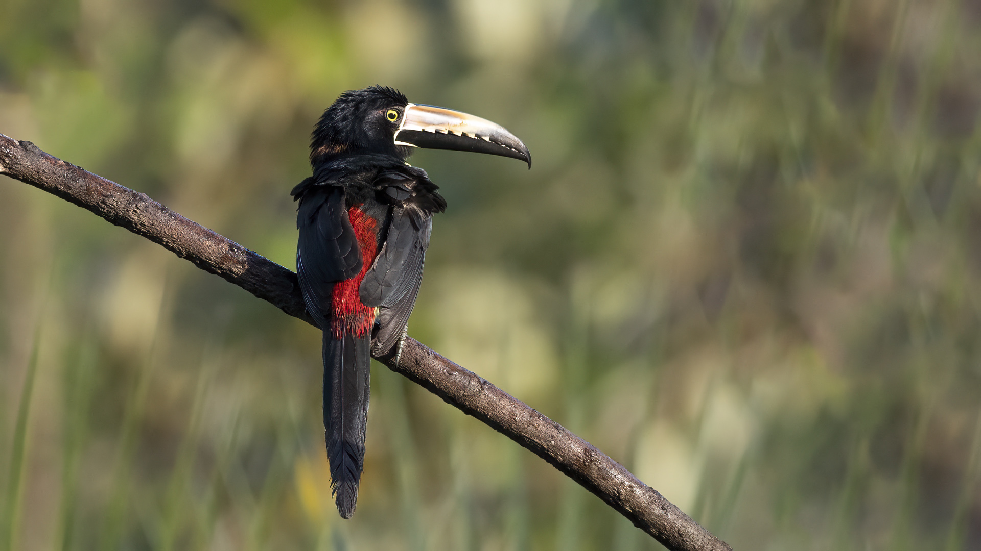 Collared Aracari