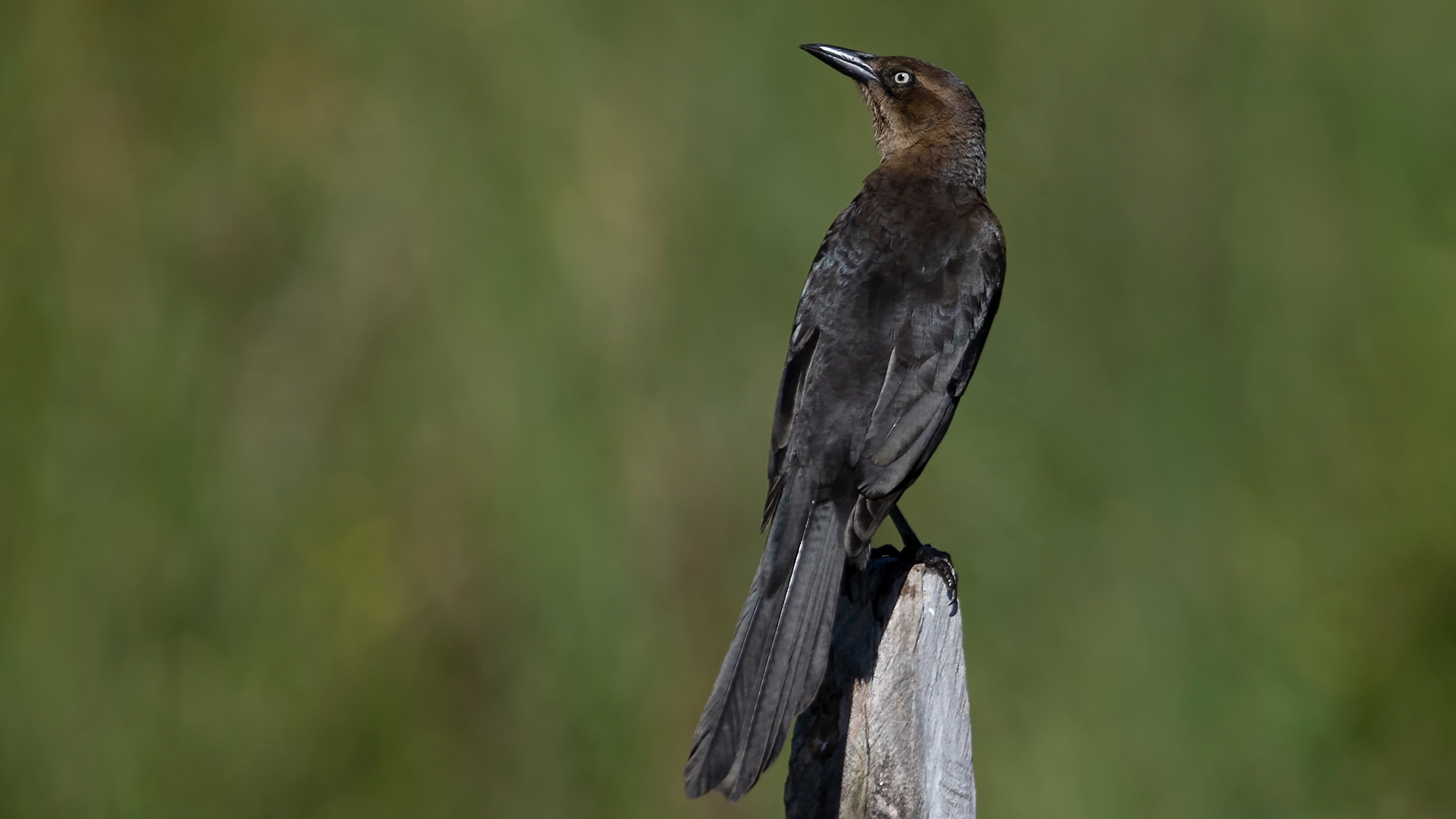 Great-tailed Grackle
