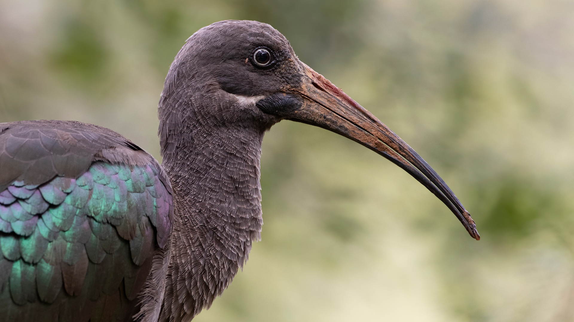 Hadada Ibis