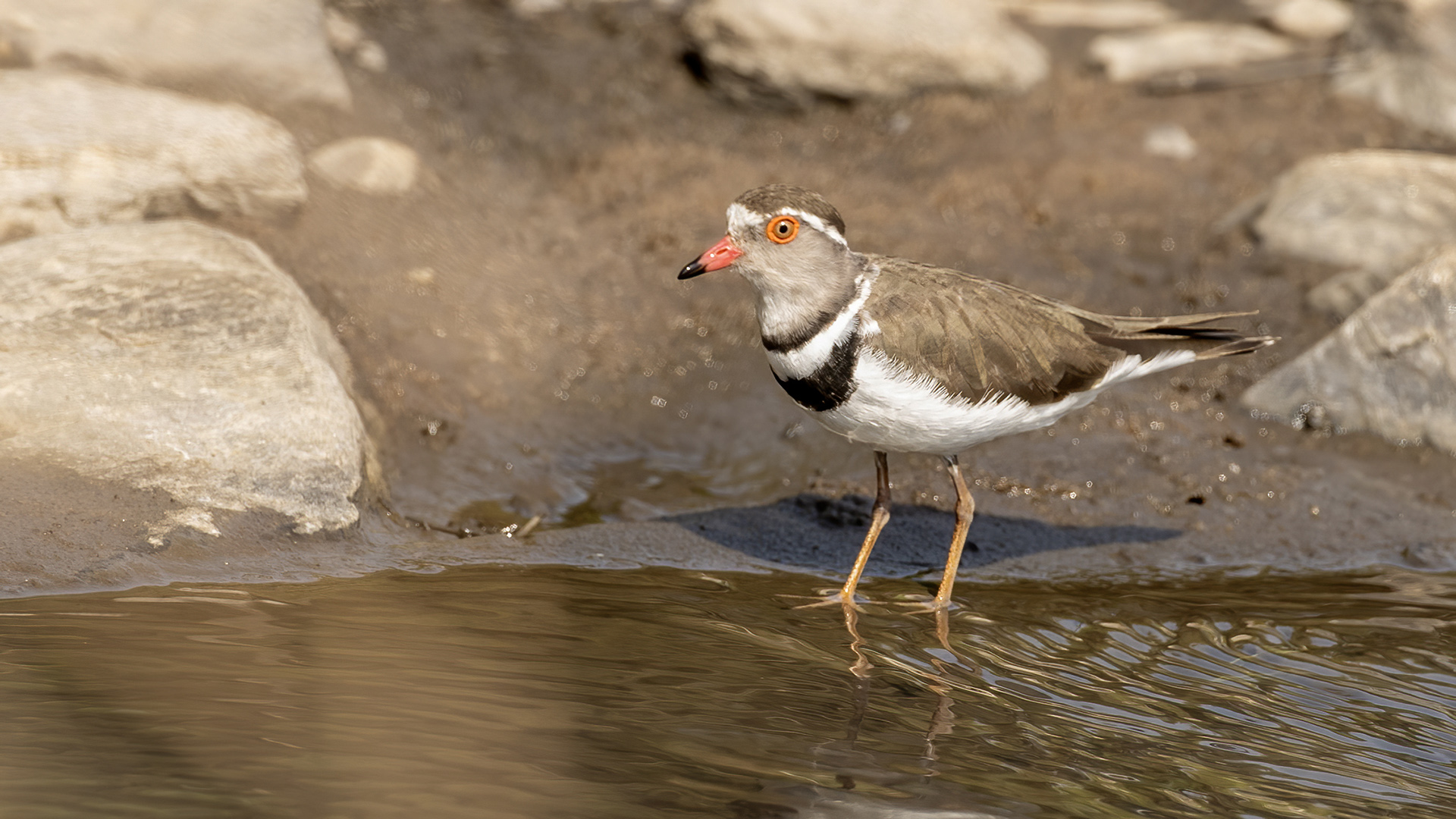 Three-banded Plover