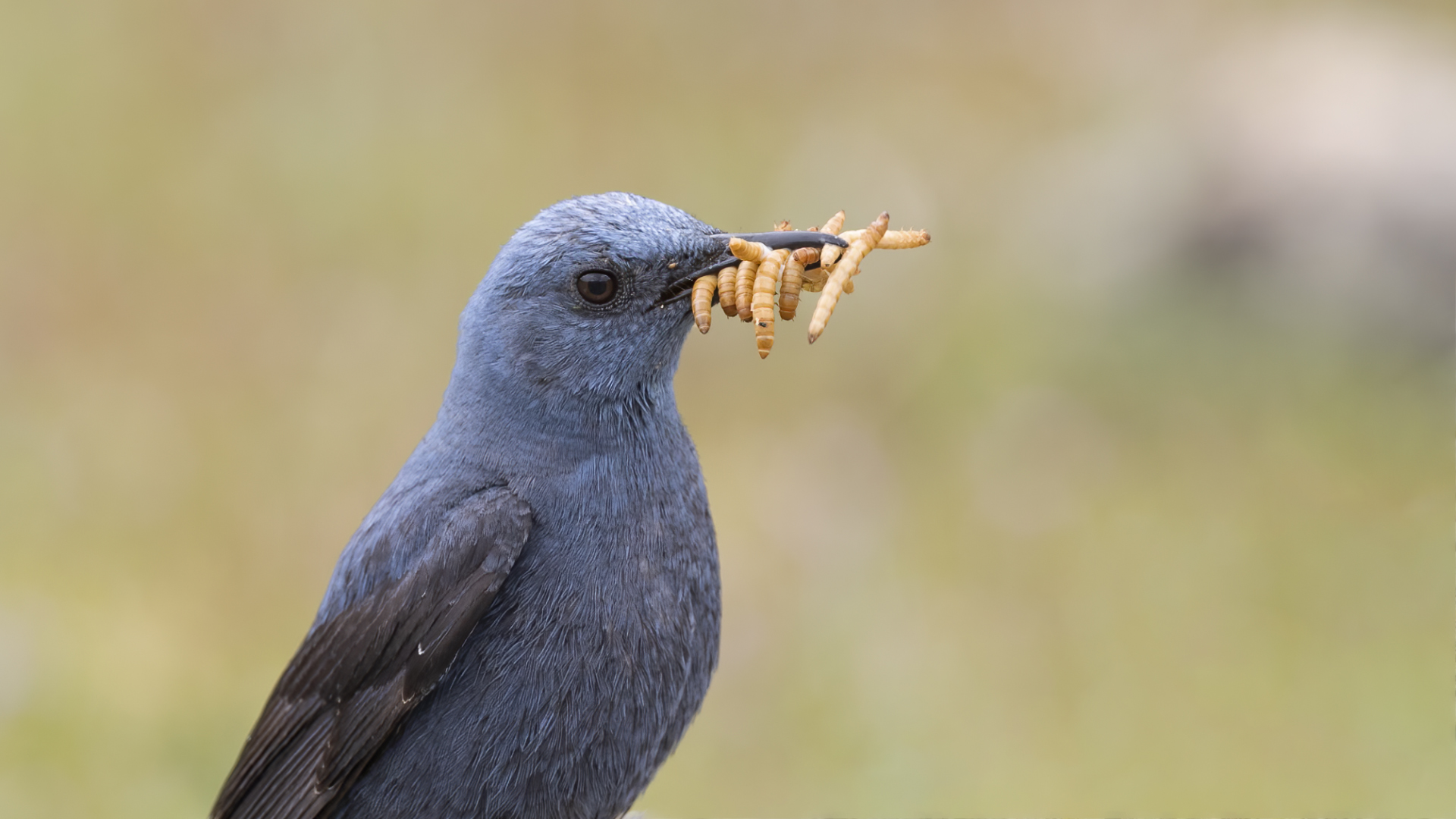 Blue Rock-Thrush