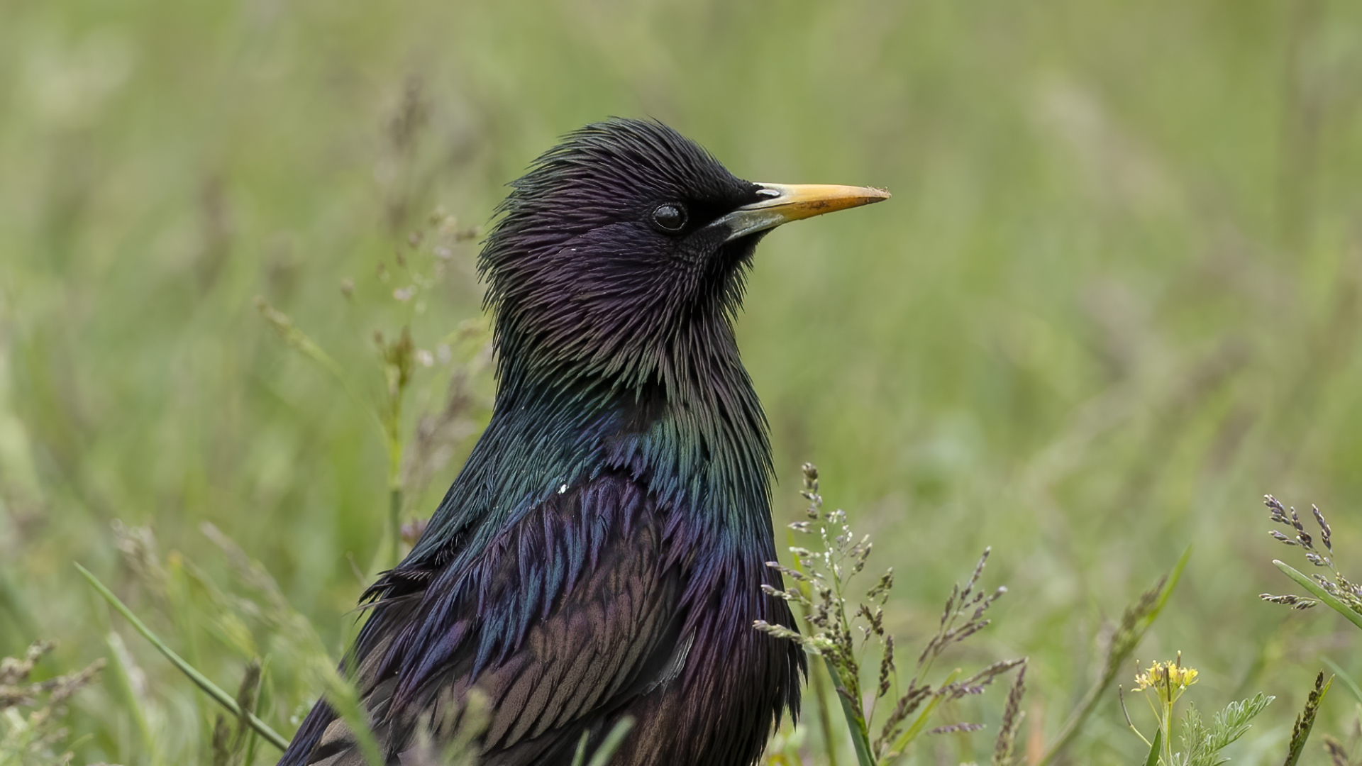 European Starling