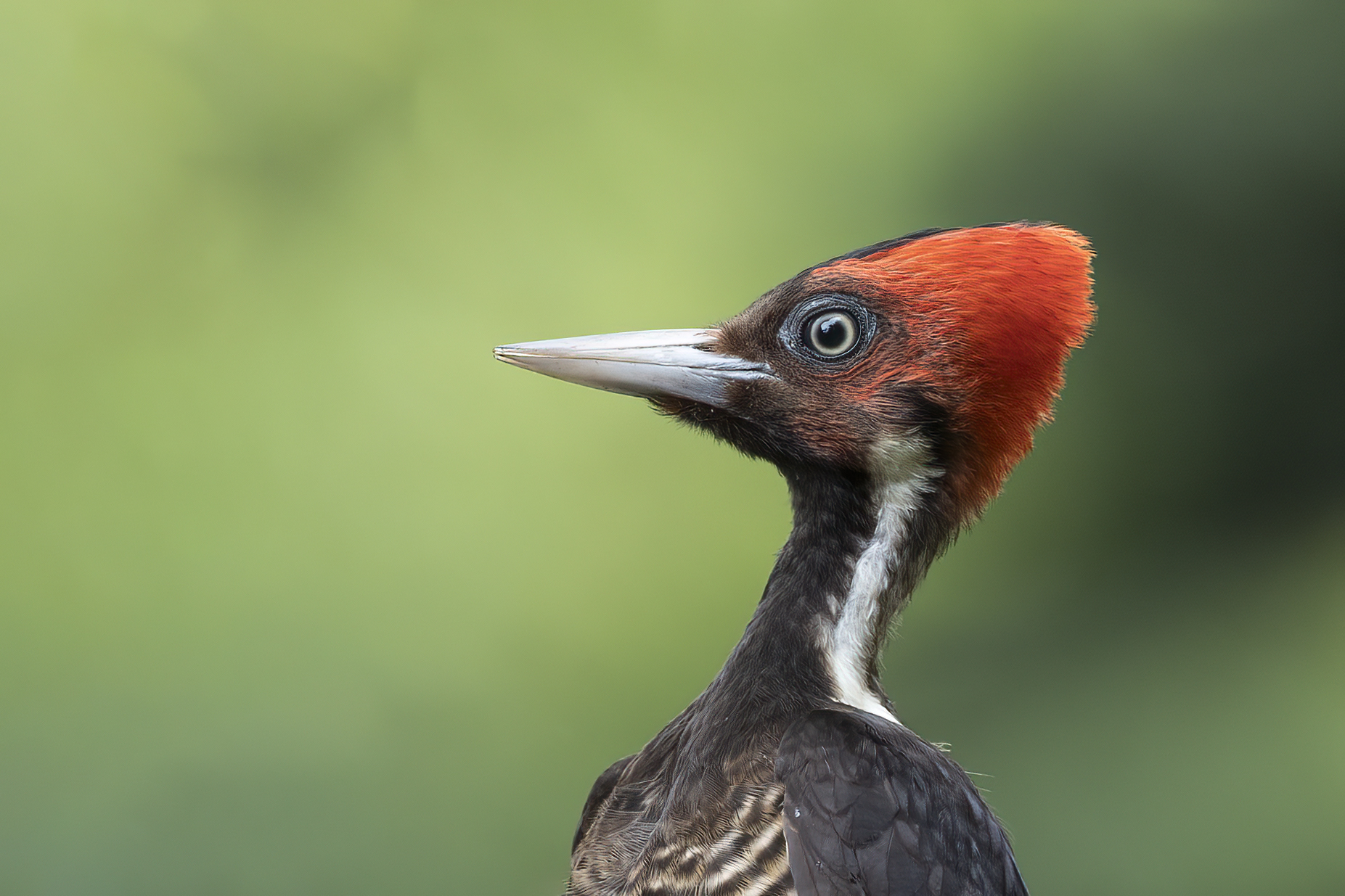 Pale-billed Woodpecker — Ana fotoğraf
