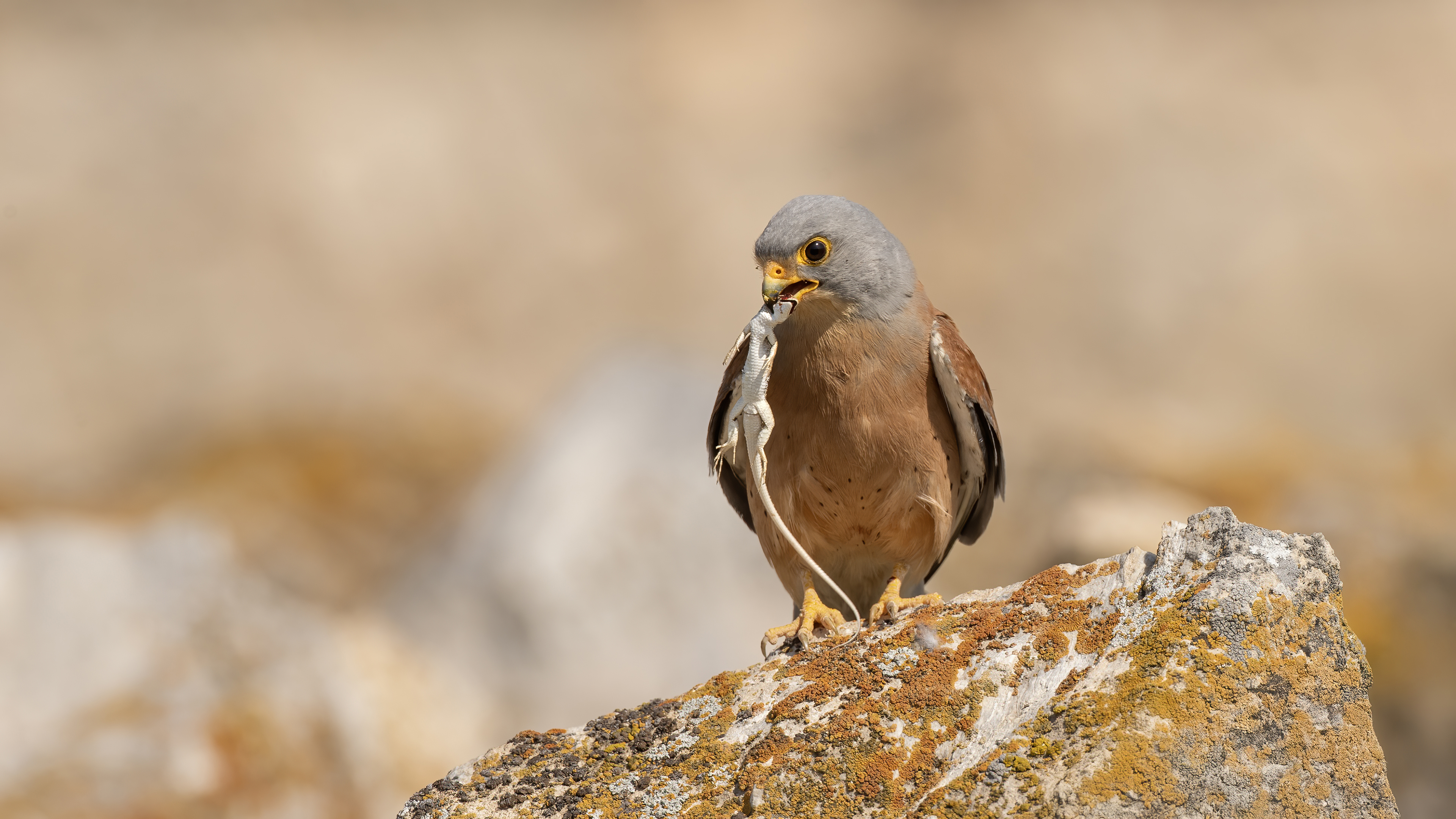 Lesser Kestrel — Ana fotoğraf