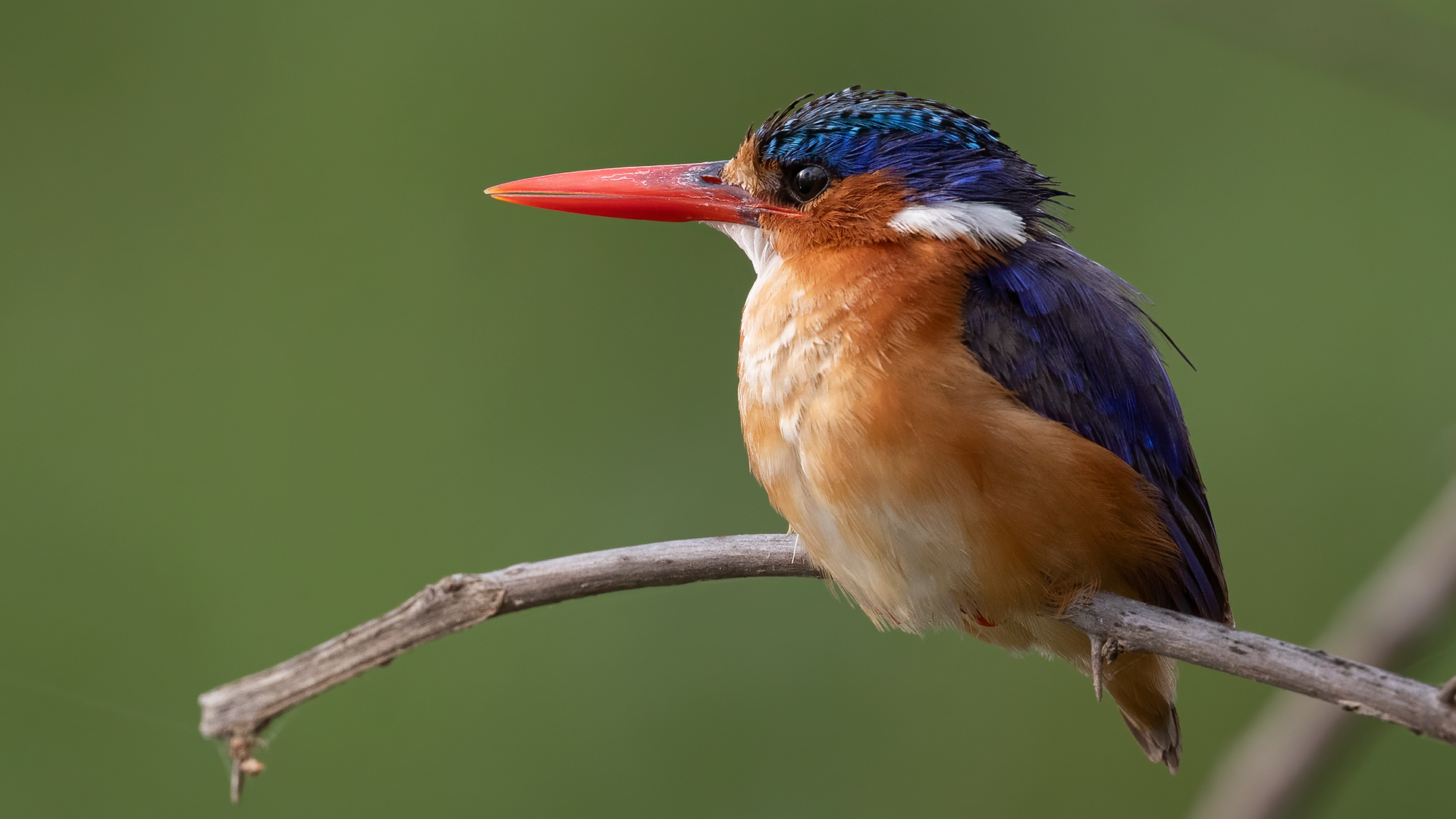 Malachite Kingfisher — Ana fotoğraf