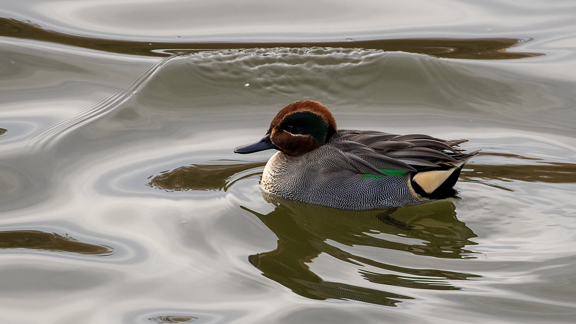 Green-winged Teal