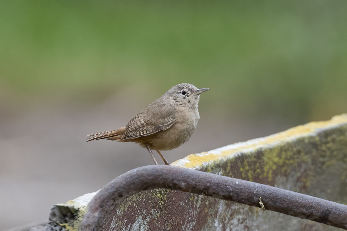 Acre Antshrike