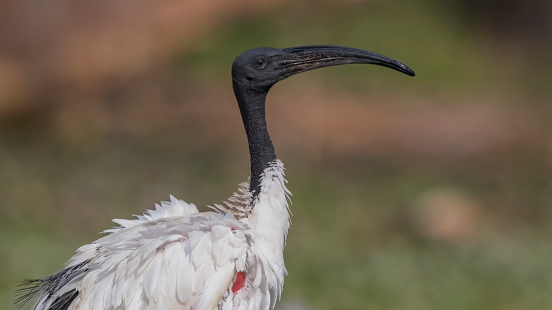 African Sacred Ibis