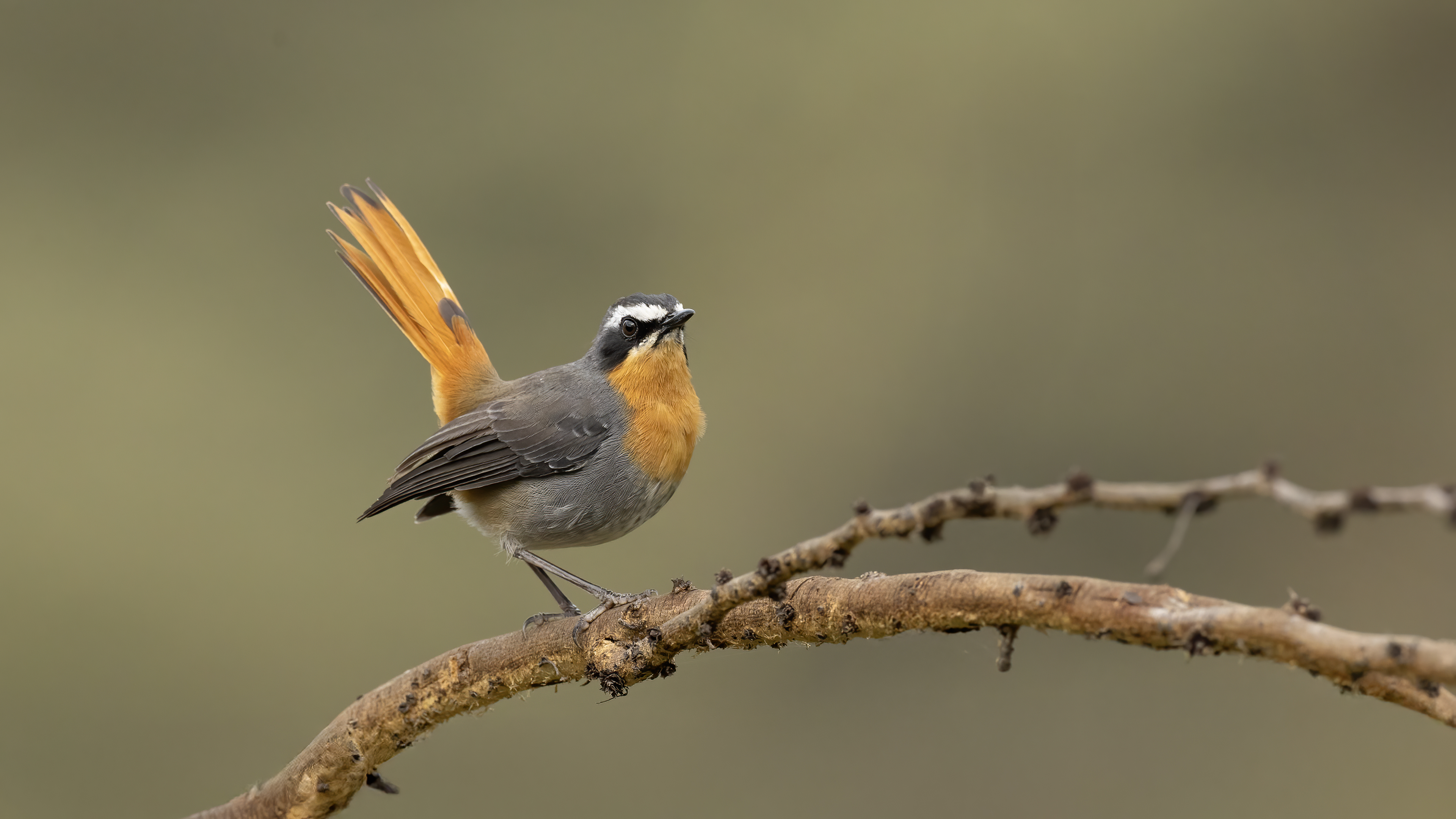 Cape Robin-Chat