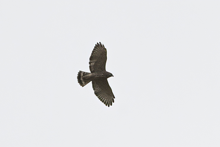 Acadian Flycatcher