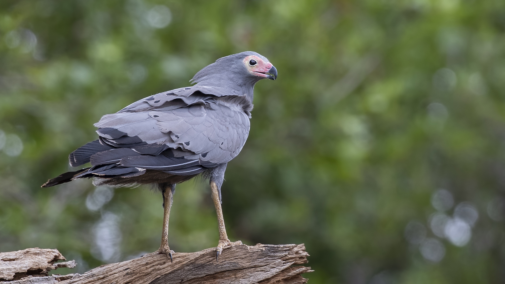 African Harrier-Hawk — Ana fotoğraf