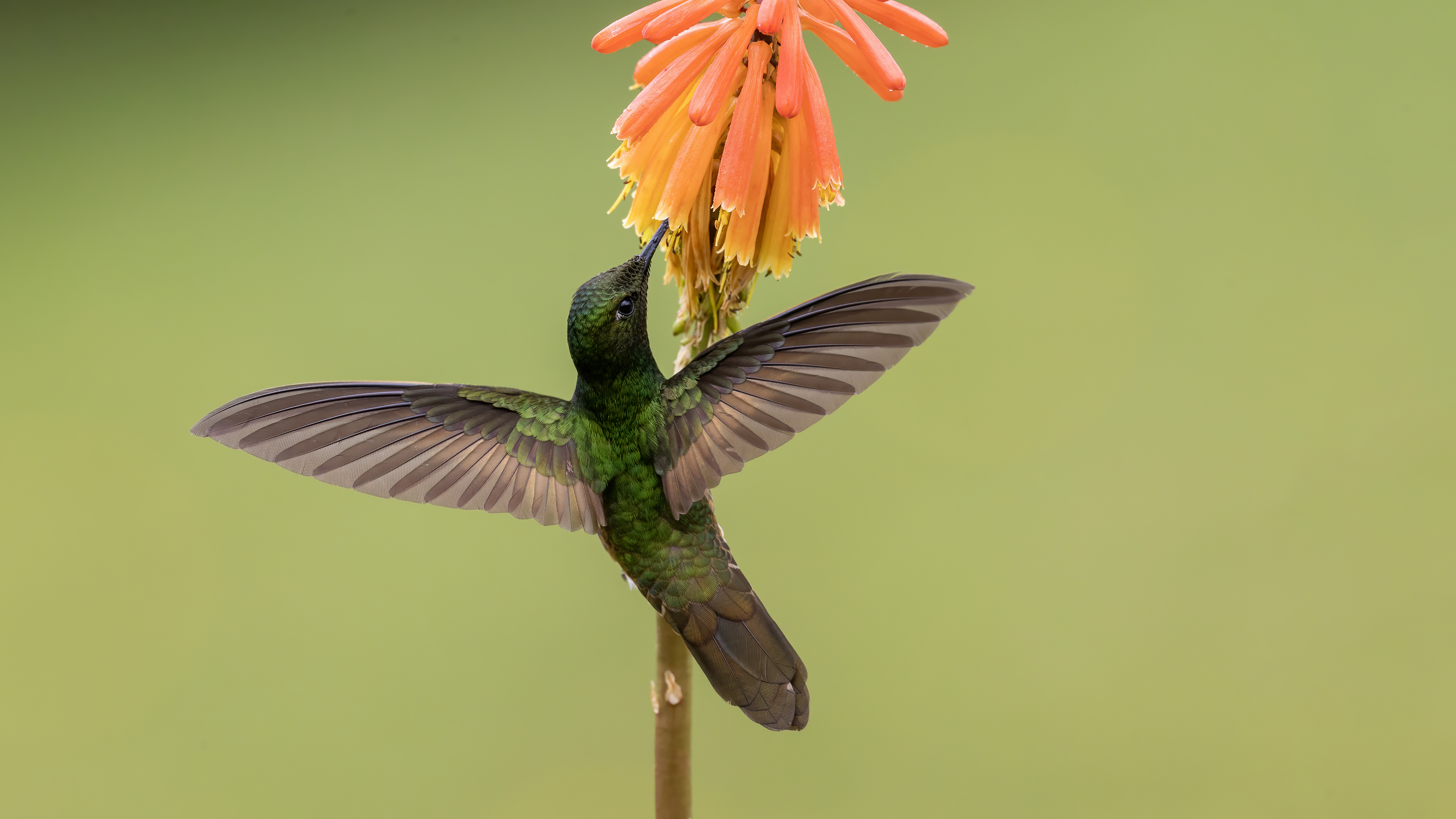 Buff-tailed Coronet