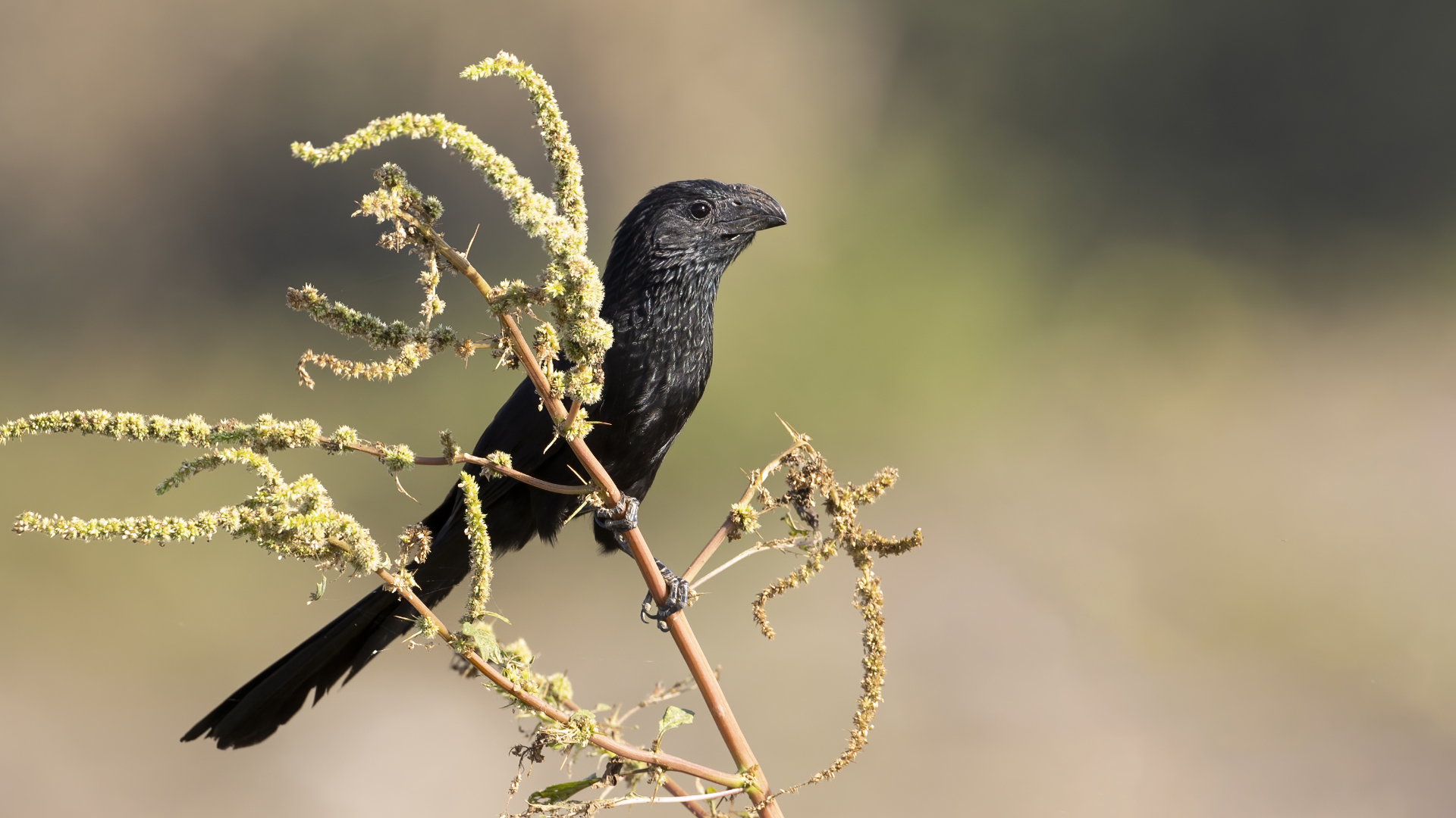 Groove-billed Ani