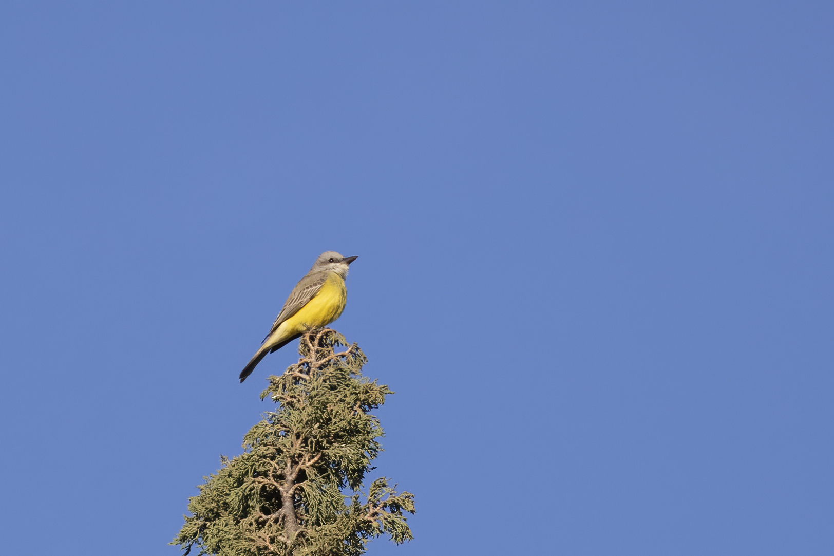 Tropical Kingbird