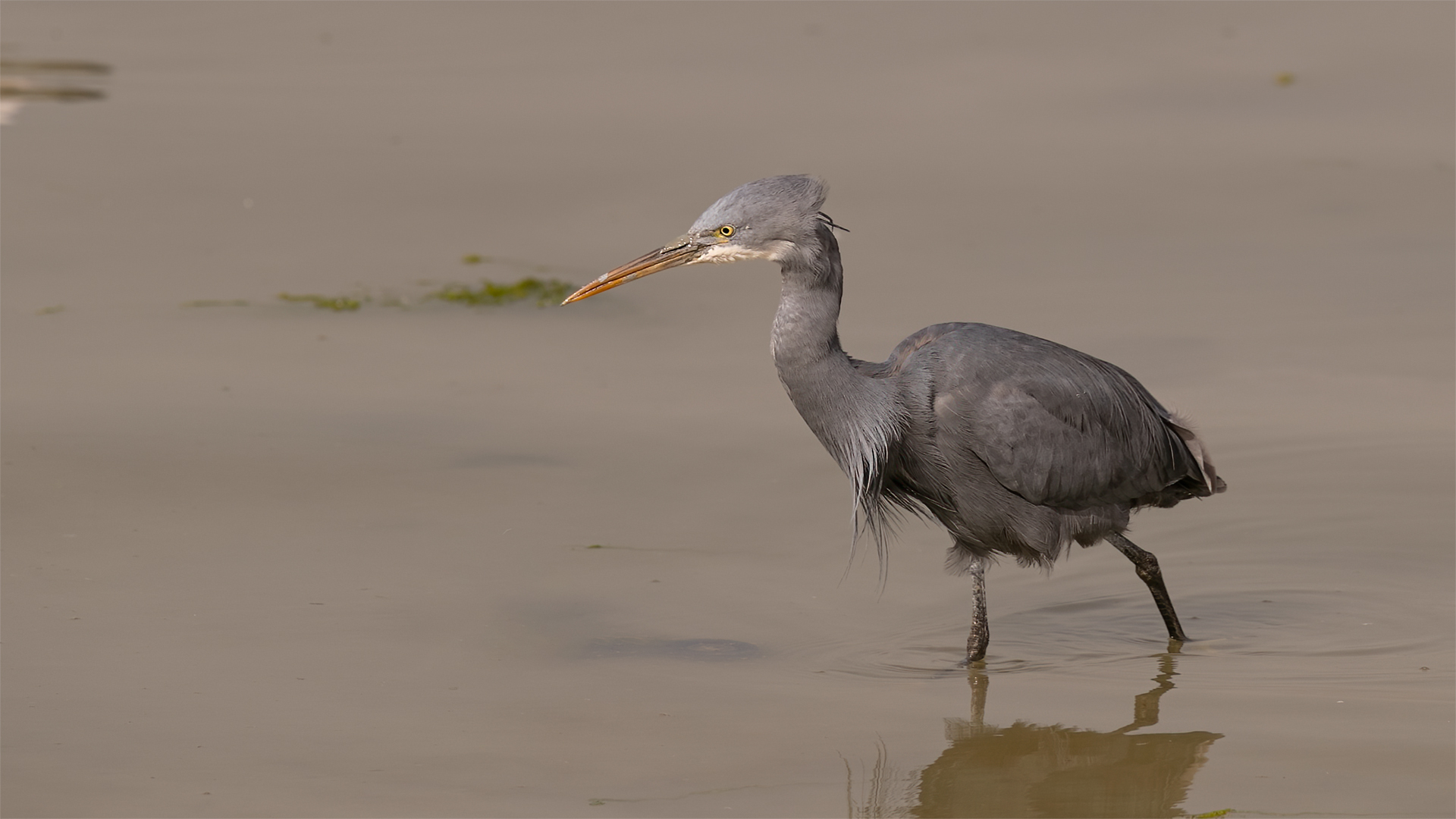 Western Reef-Heron