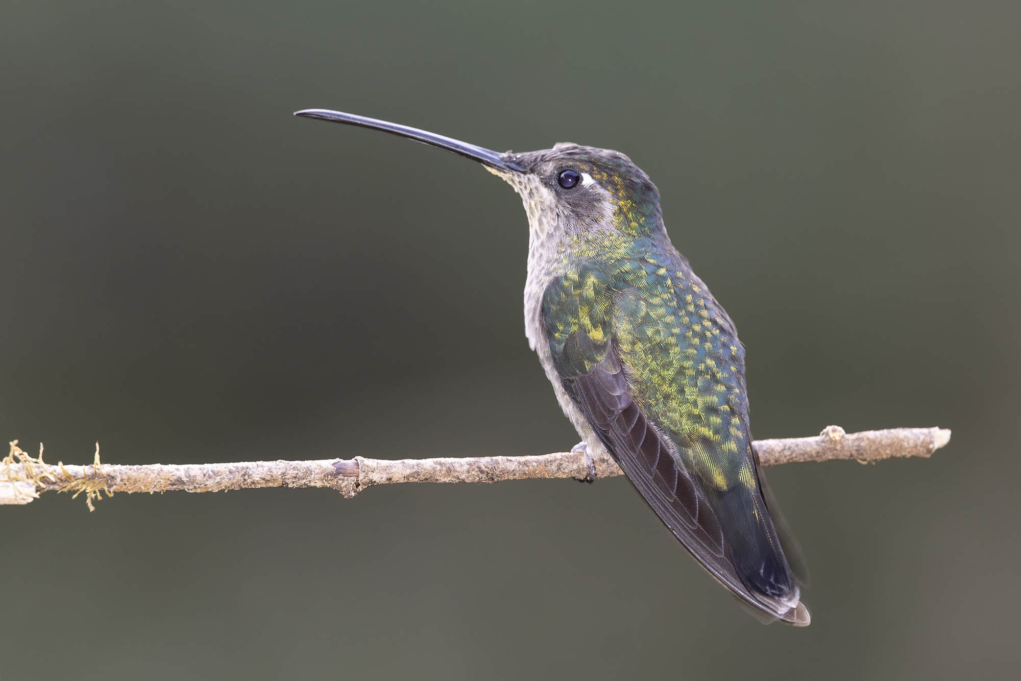 Acadian Flycatcher