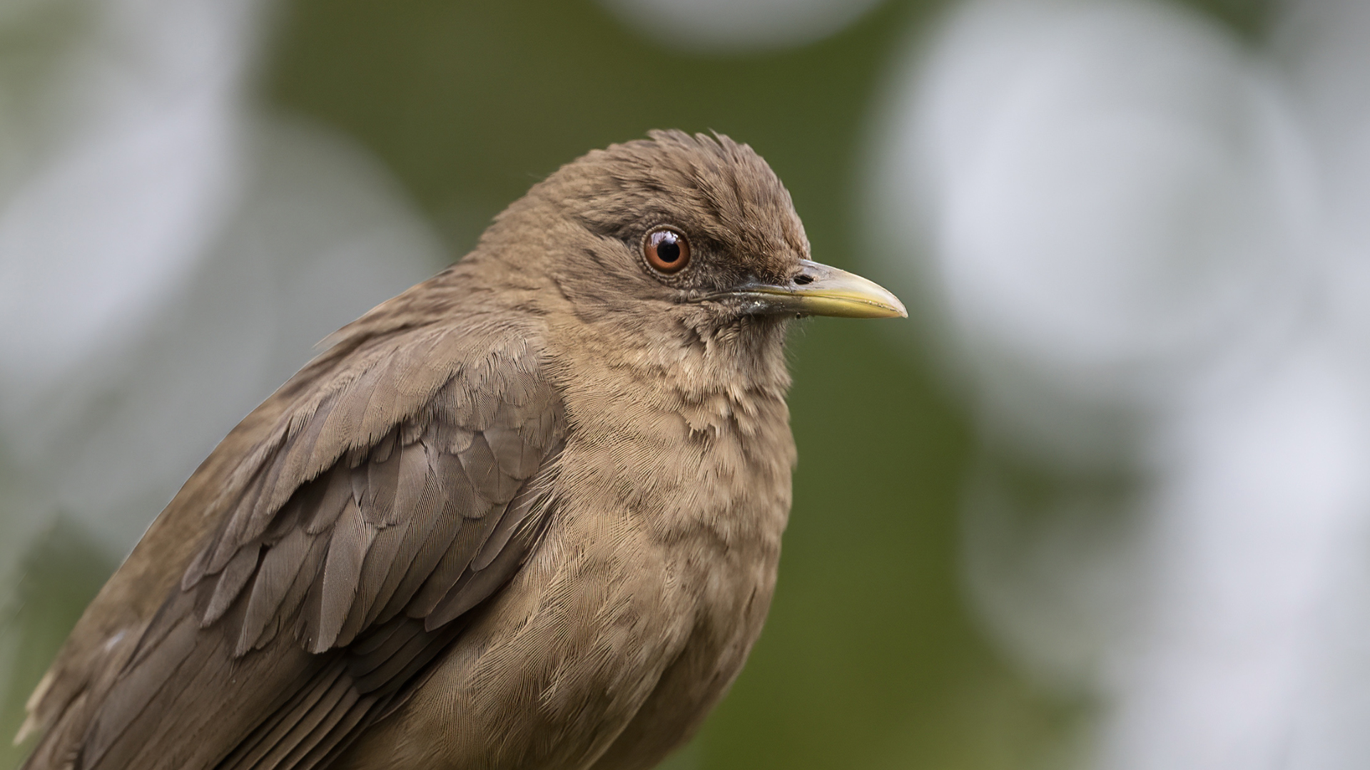 Mountain Thrush — Ana fotoğraf