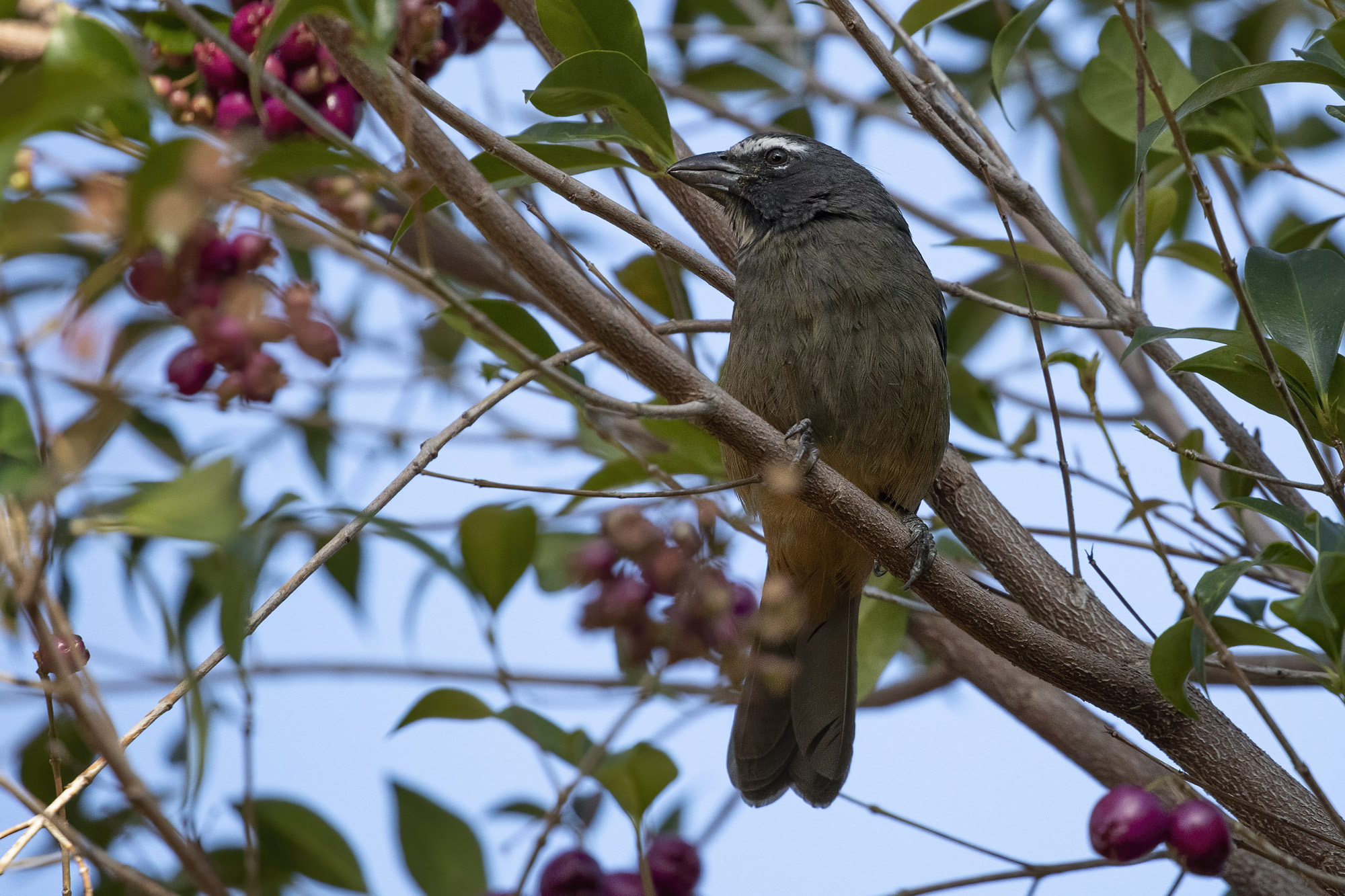 Grayish Saltator — Ana fotoğraf