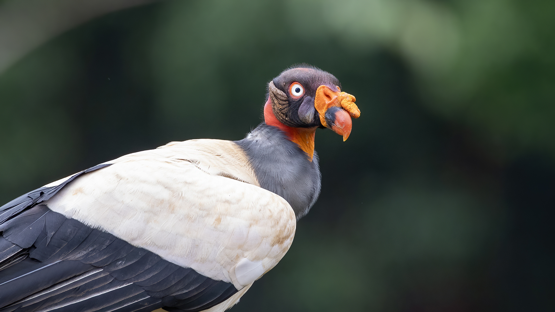 King Vulture