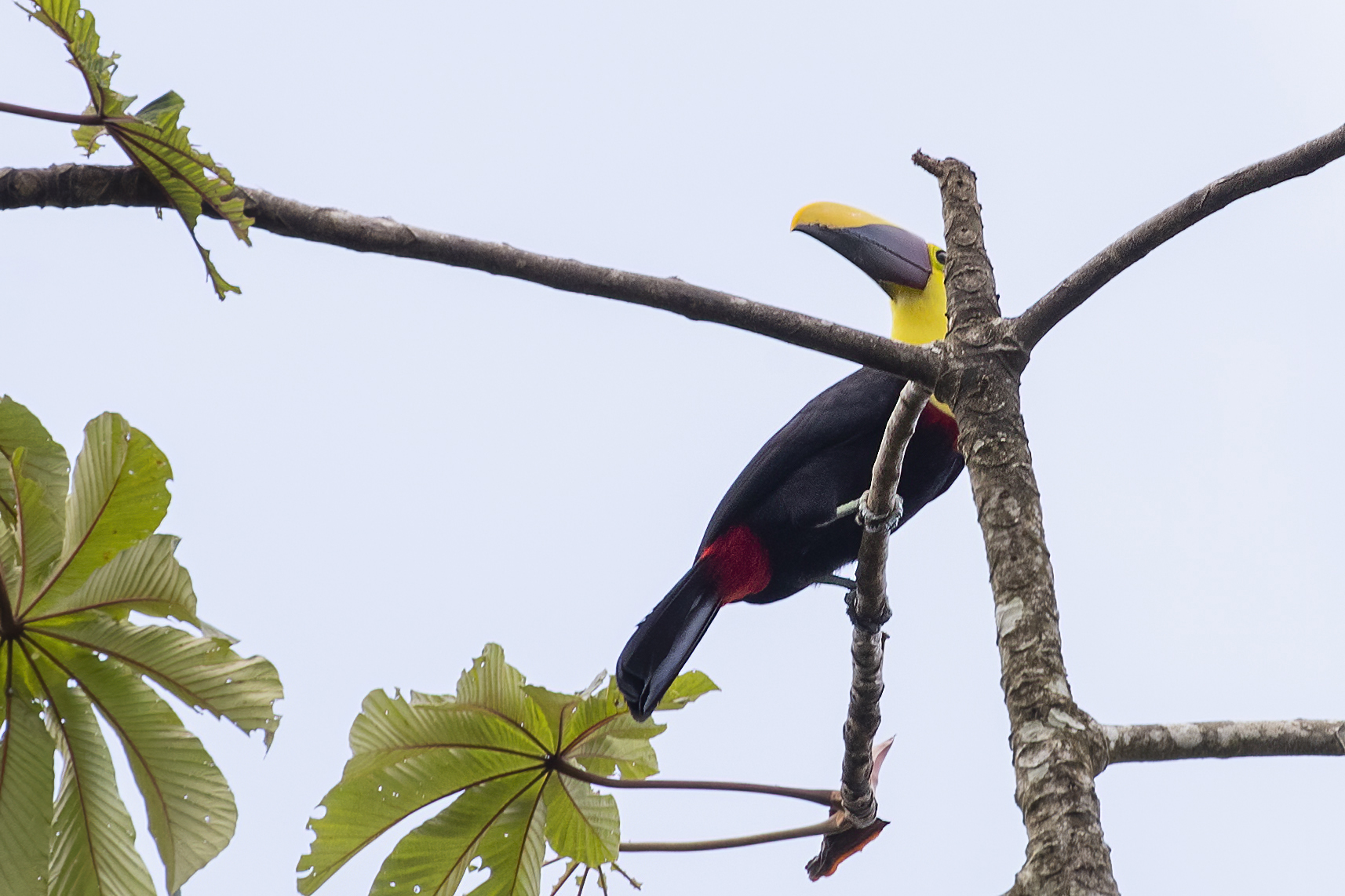 Yellow-eared Toucanet — Ana fotoğraf