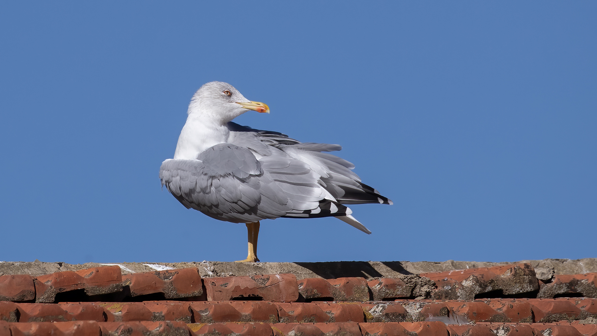 Eleonora's Falcon