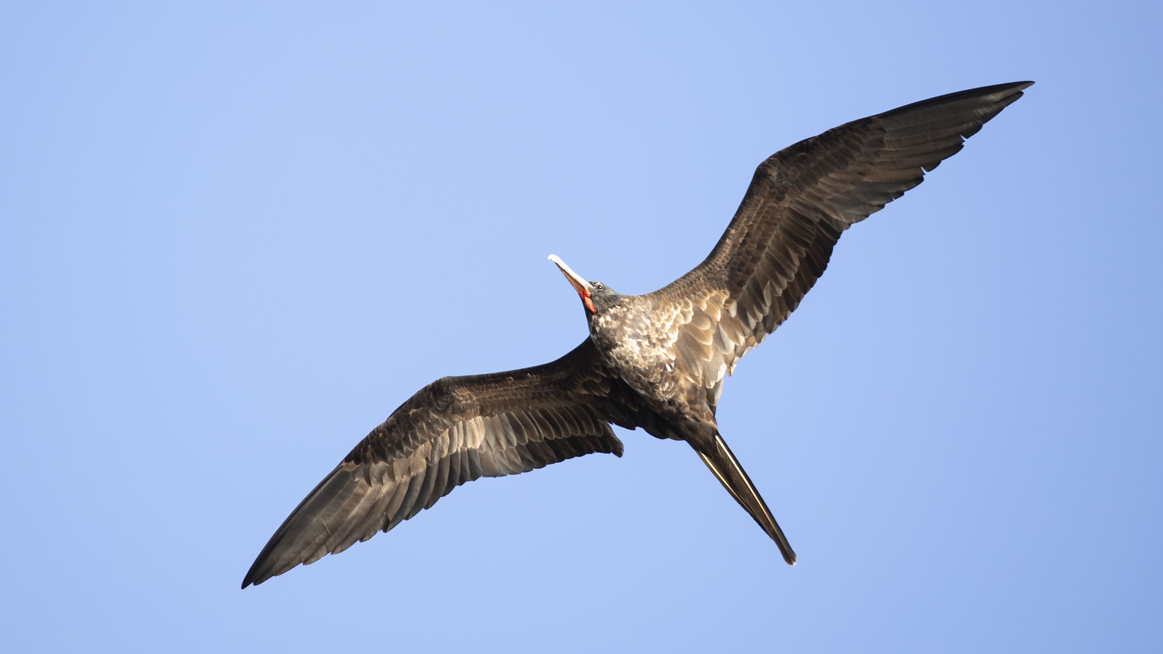 Magnificent Frigatebird — Ana fotoğraf