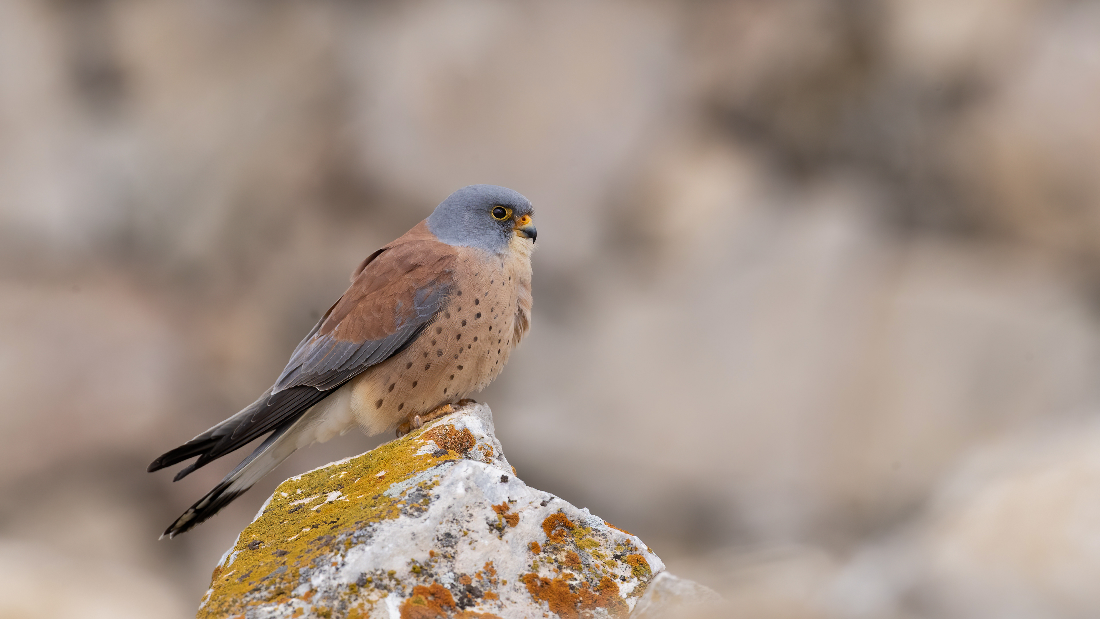 Lesser Kestrel