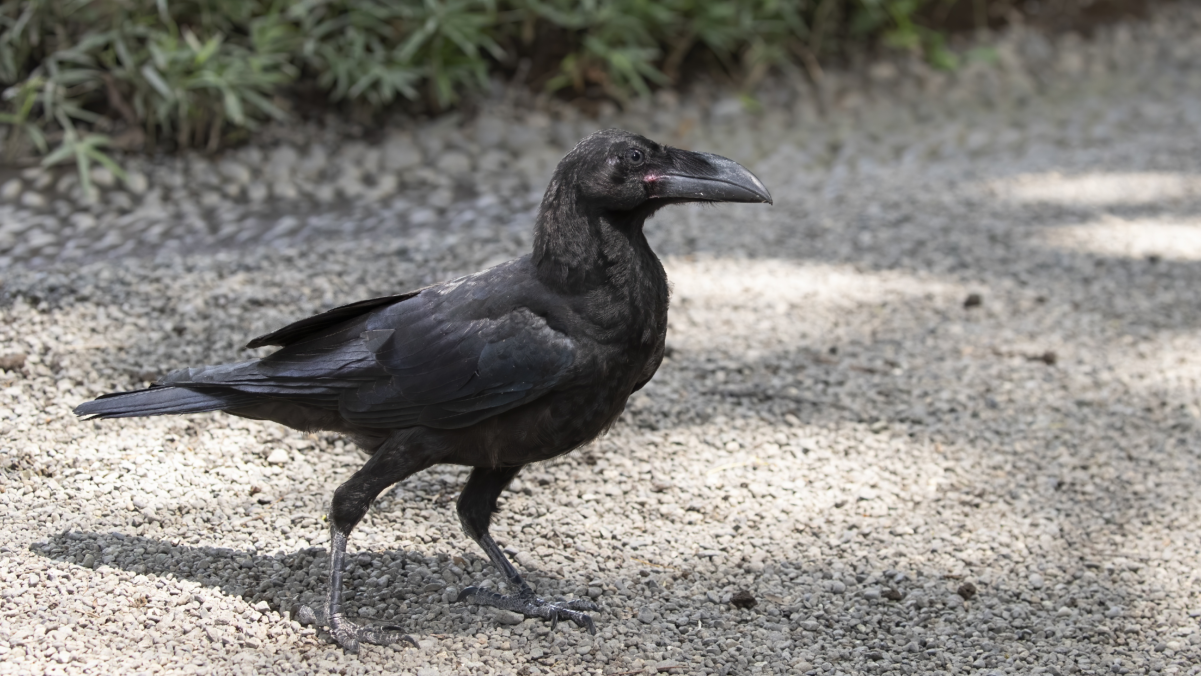 Common Raven