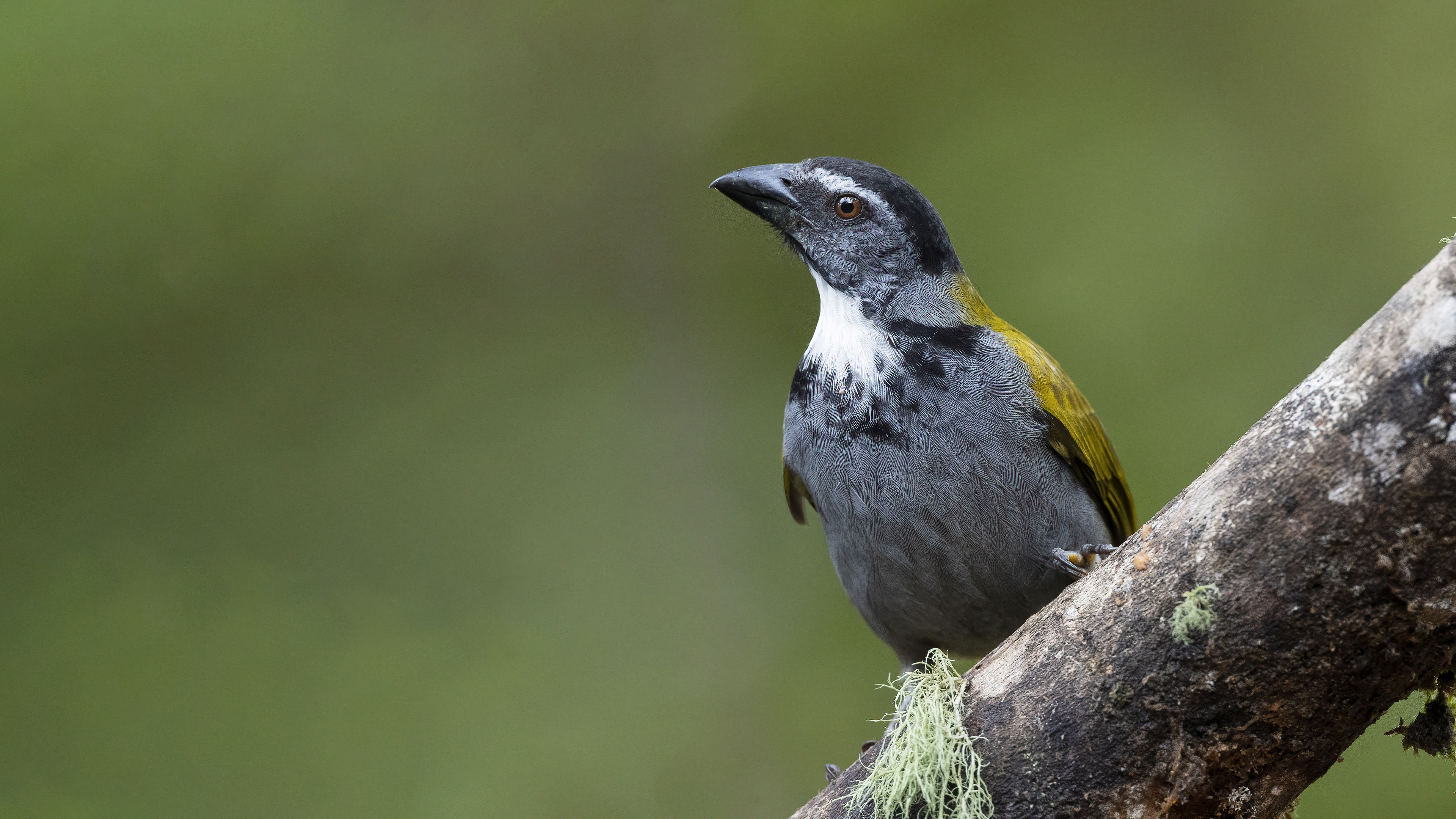 Black-headed Saltator — Ana fotoğraf