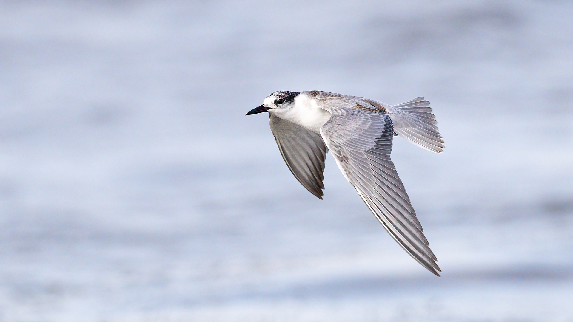 Whiskered Tern