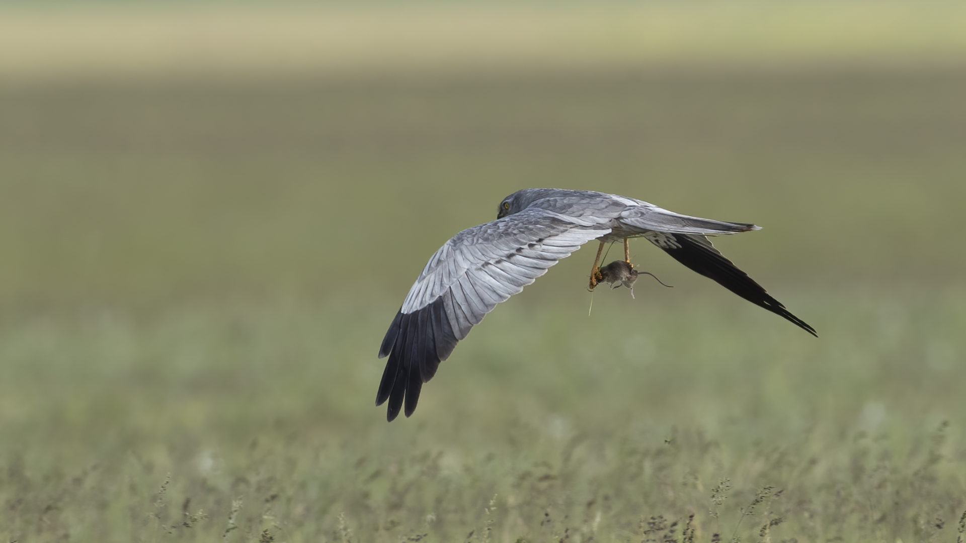 Montagu's Harrier