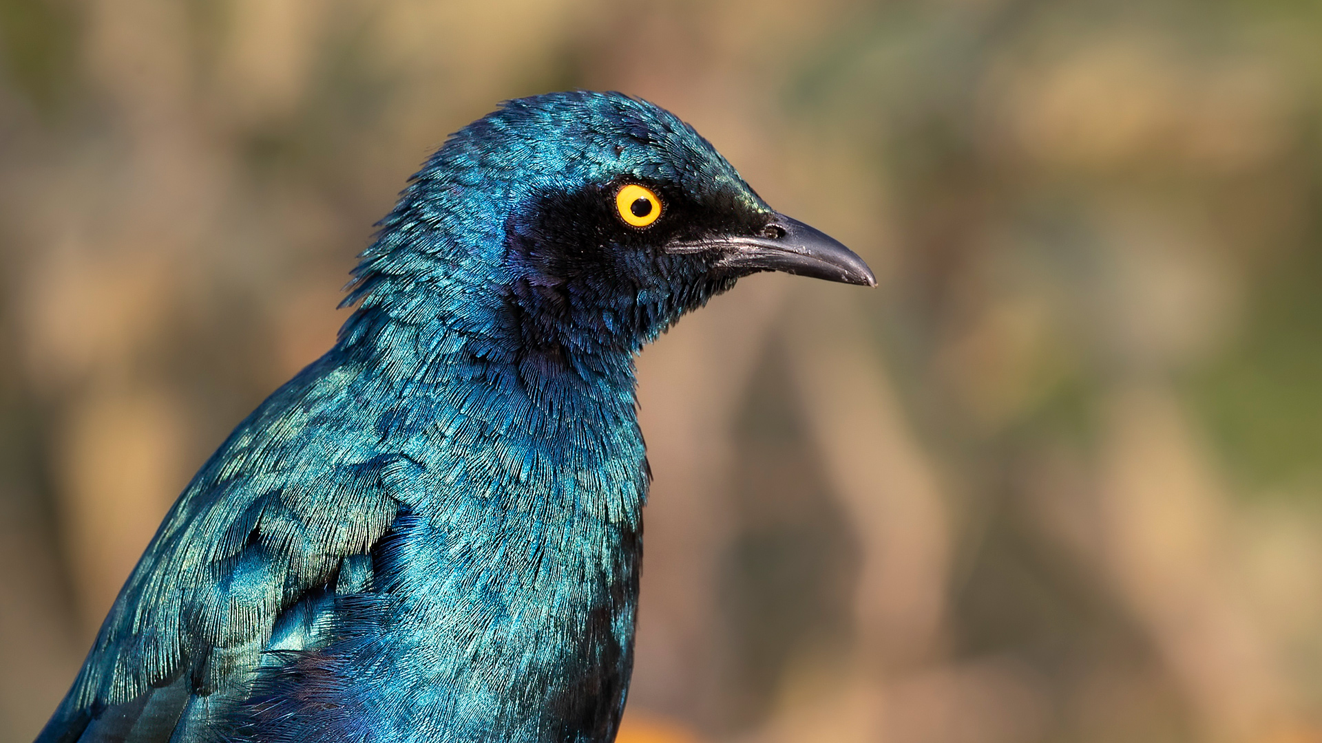 Greater Blue-eared Starling — Ana fotoğraf