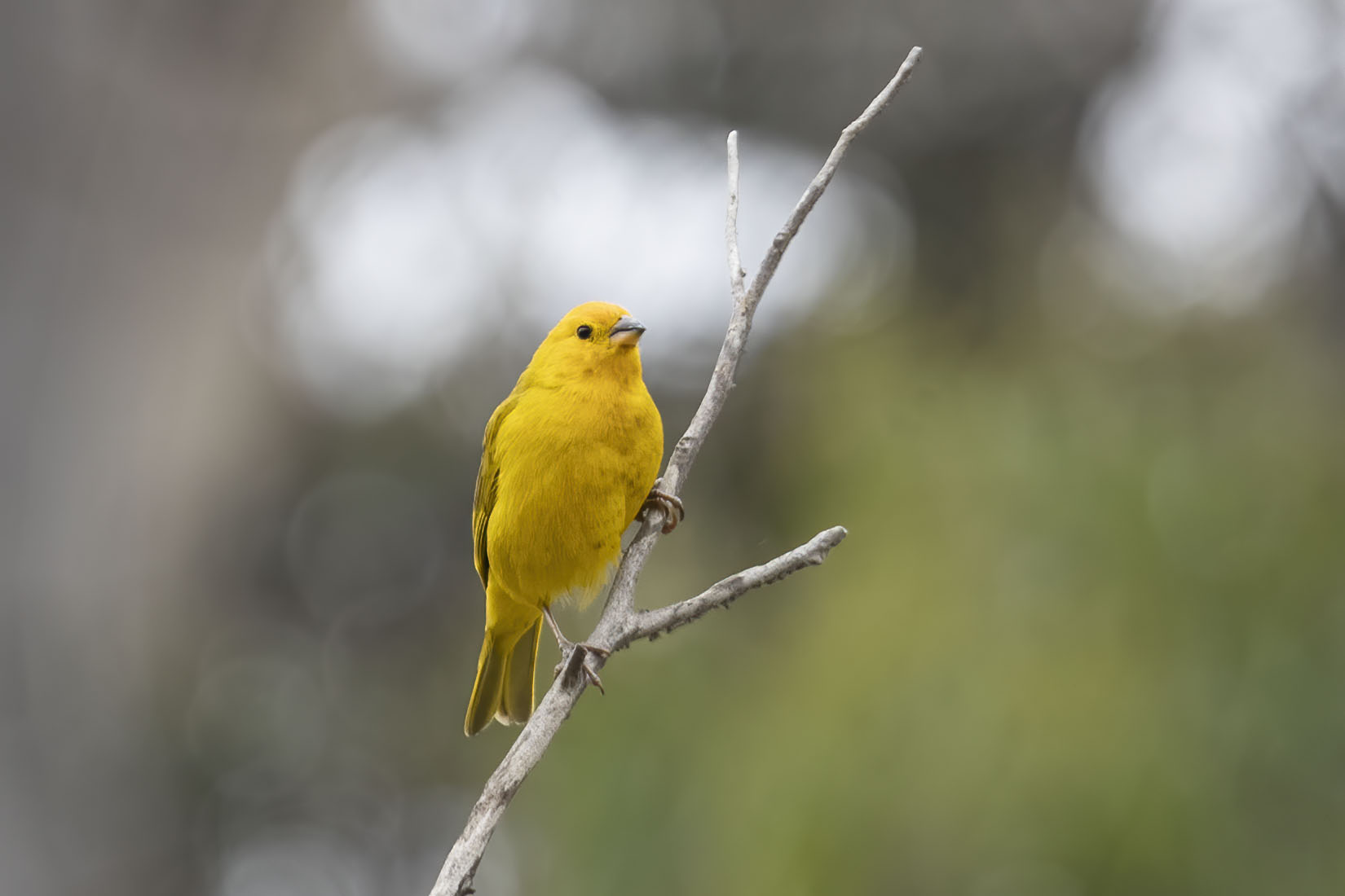 Acre Antshrike