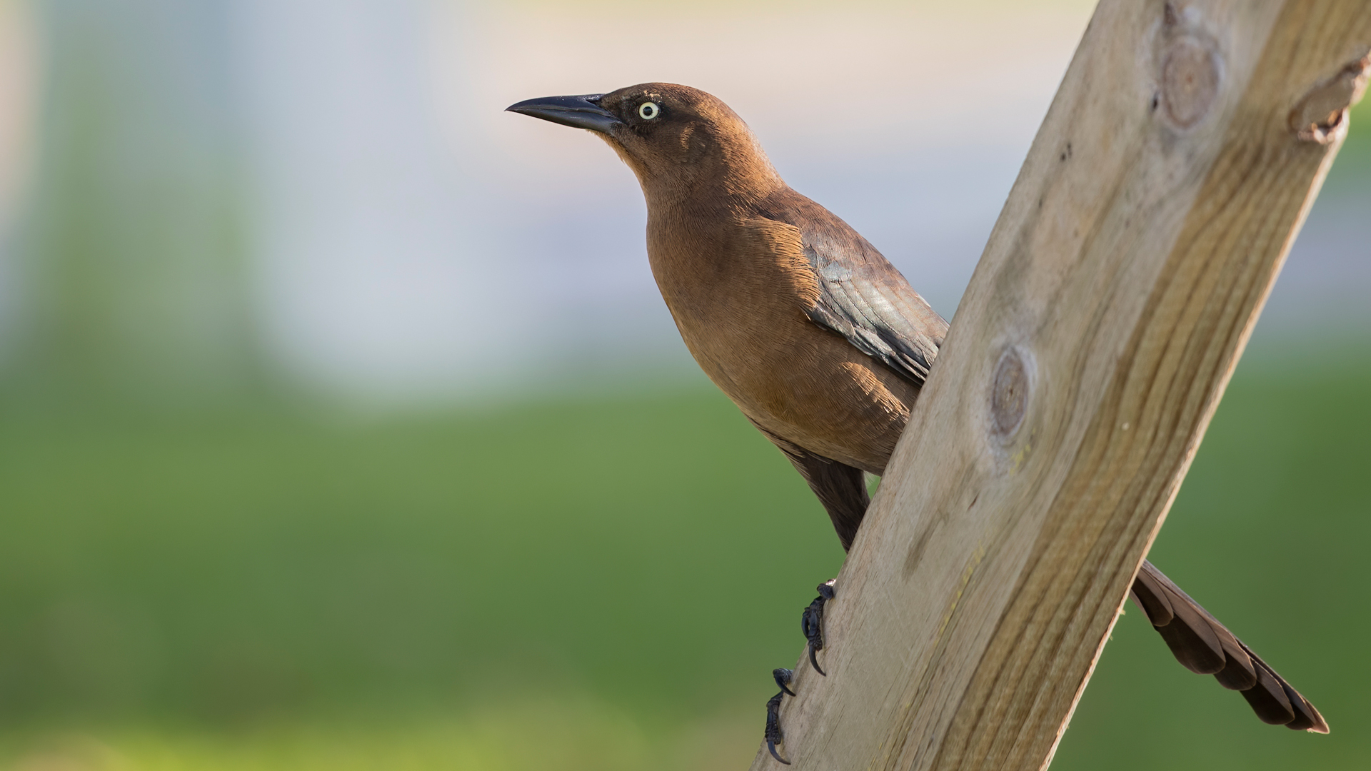 Great-tailed Grackle — Ana fotoğraf