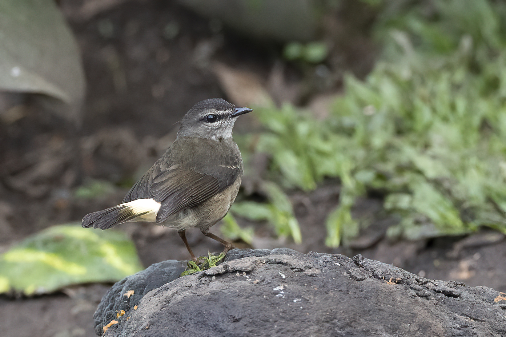 Acadian Flycatcher