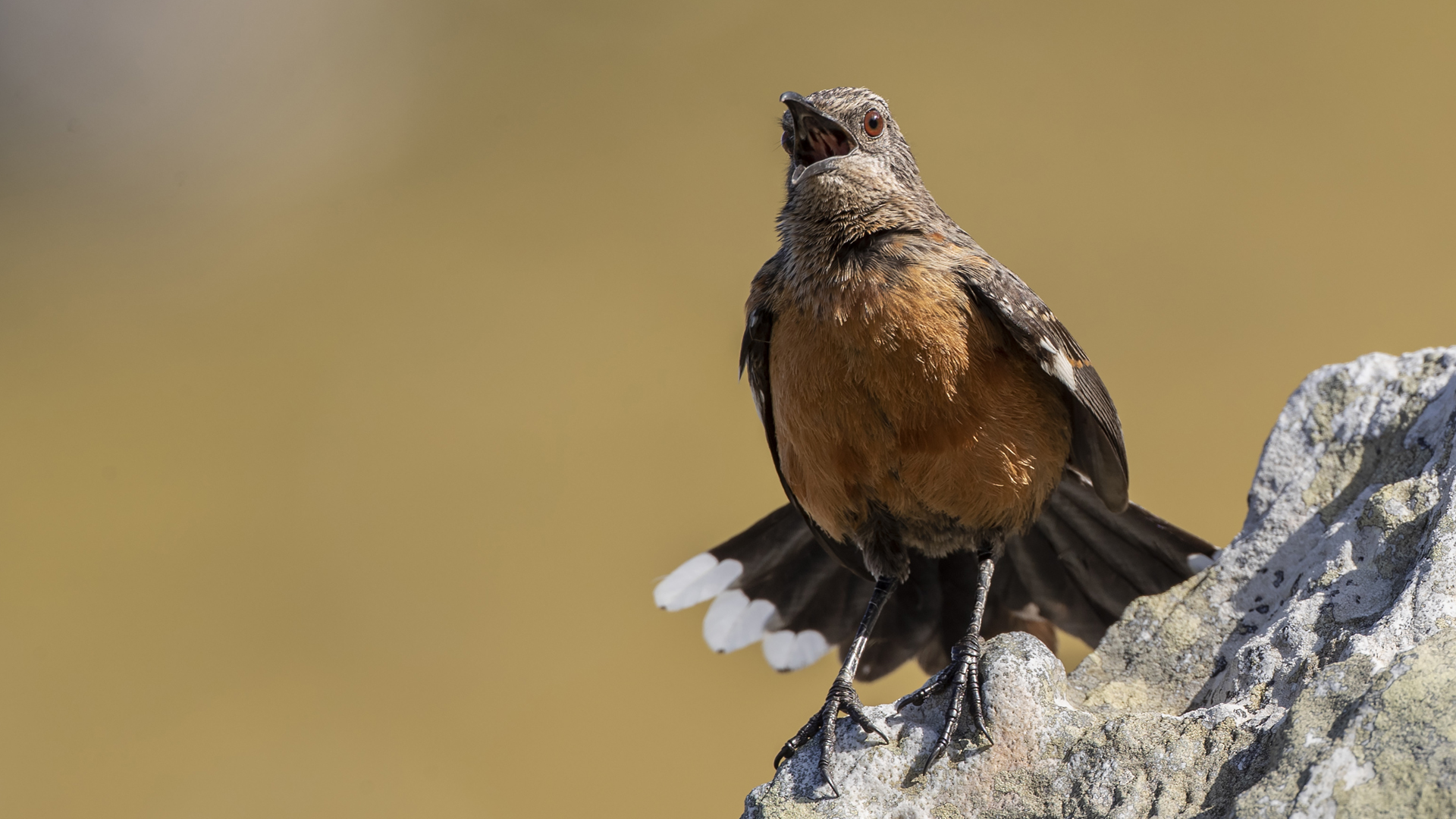 Cape Rockjumper — Ana fotoğraf