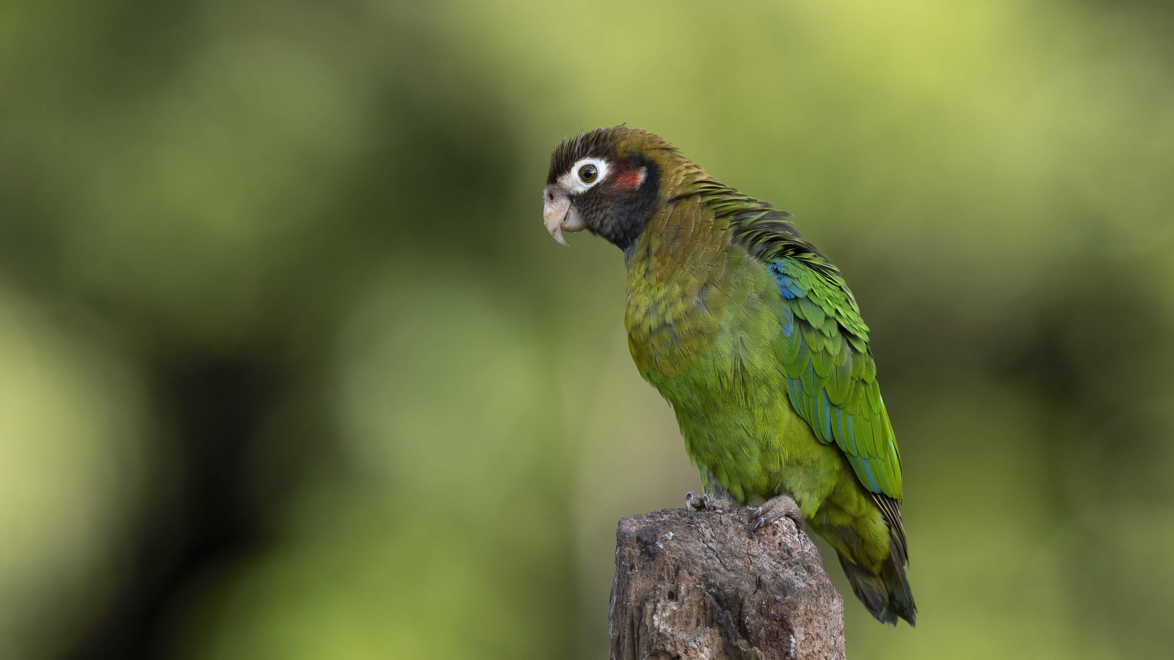 Brown-hooded Parrot