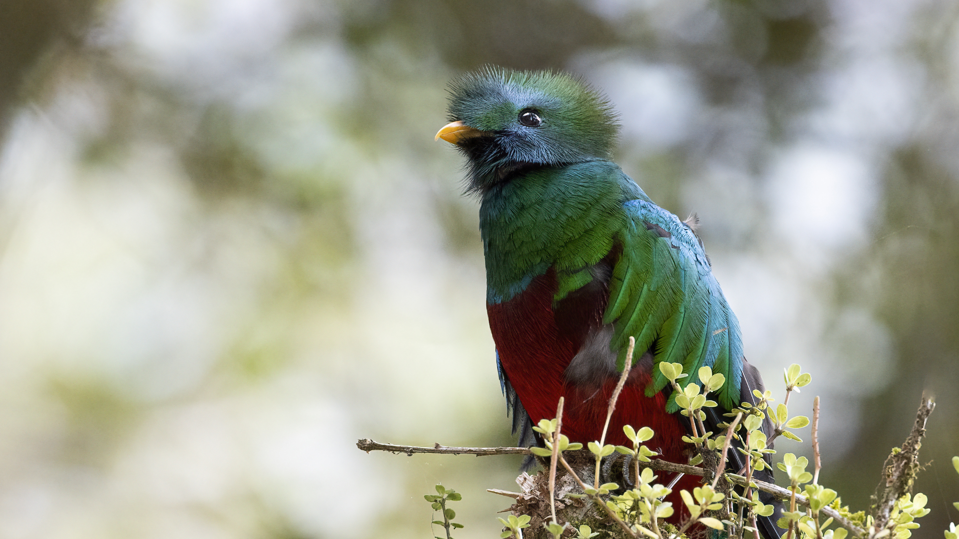 Resplendent Quetzal