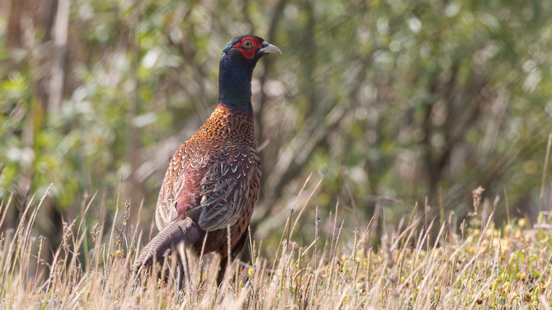 Ring-necked Pheasant