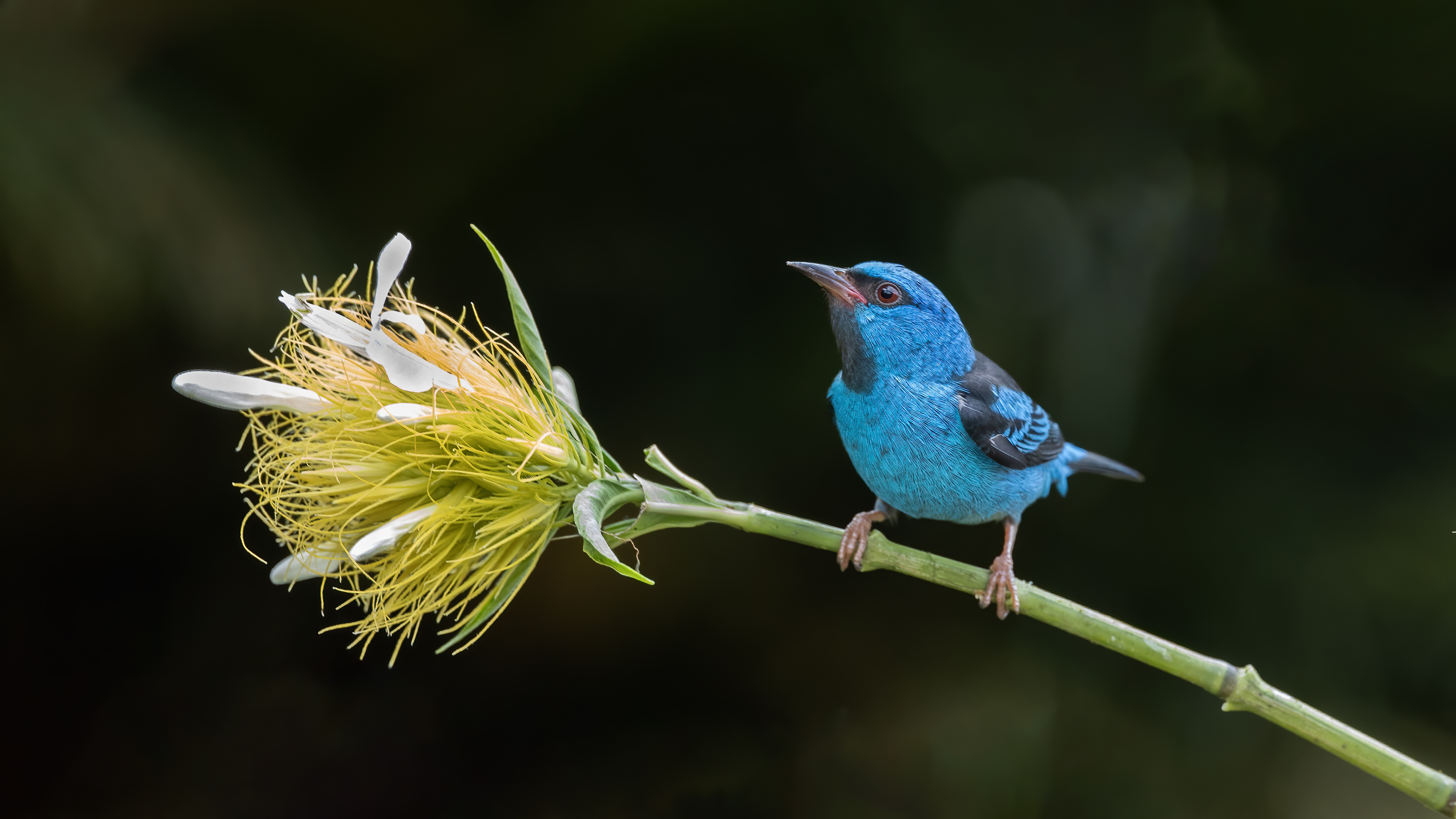 Blue Dacnis