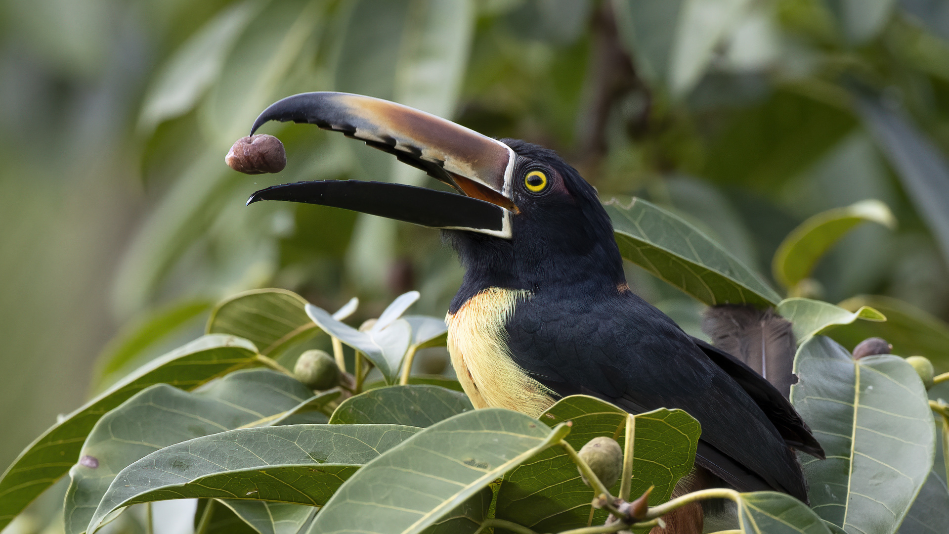 Collared Aracari — Ana fotoğraf