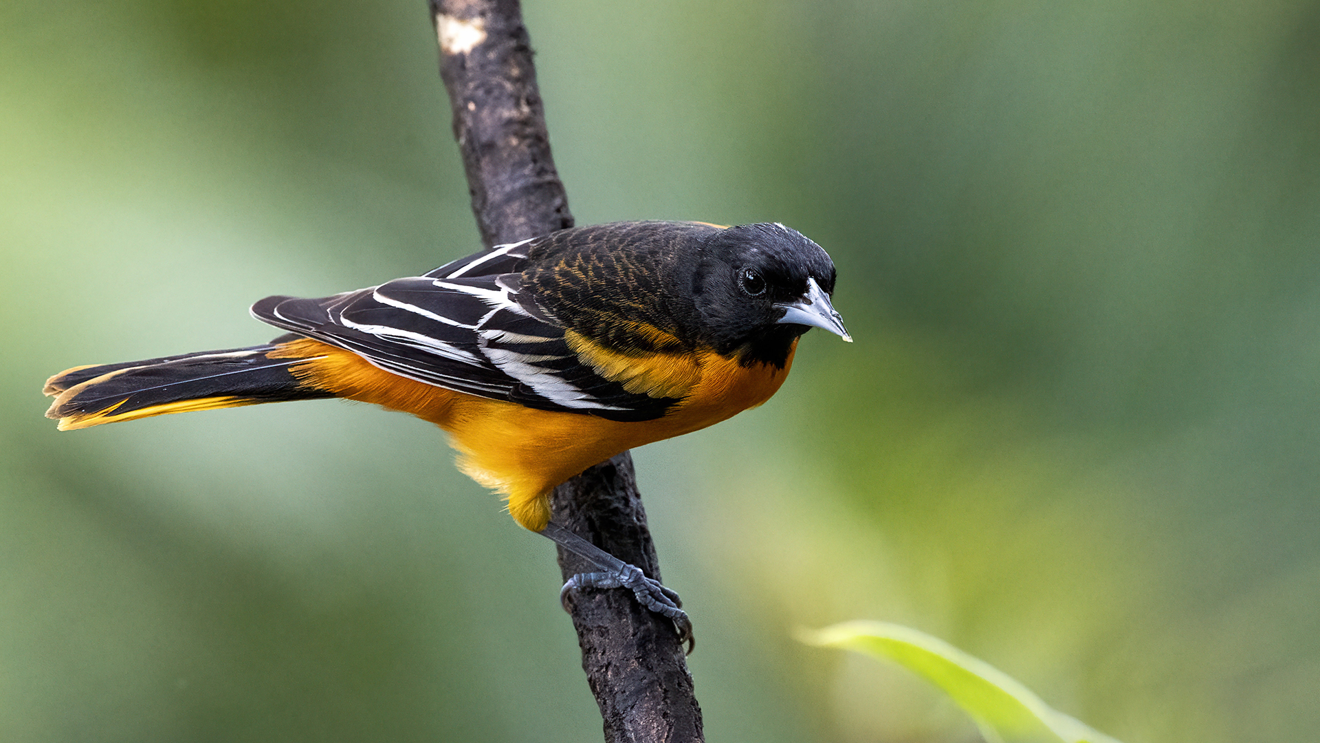 Baltimore Oriole