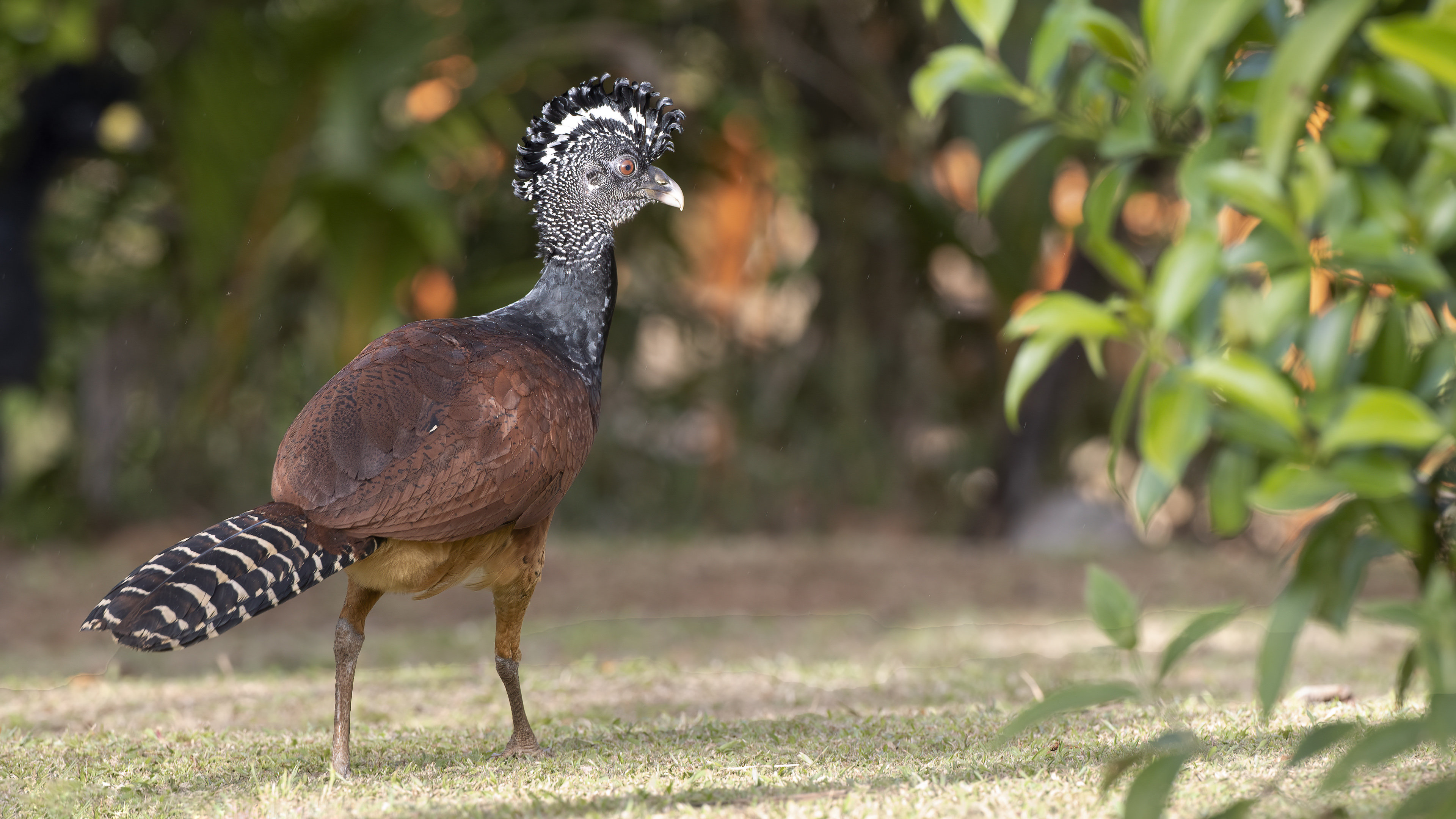 Great Curassow