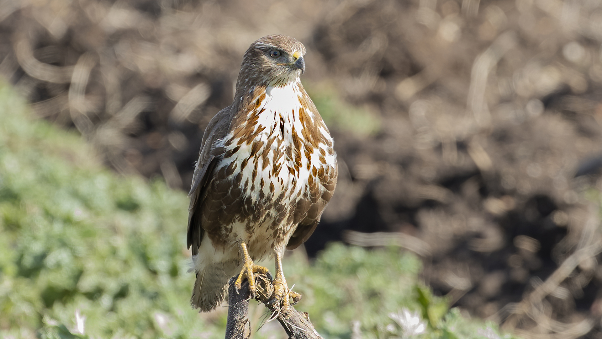 Common Buzzard