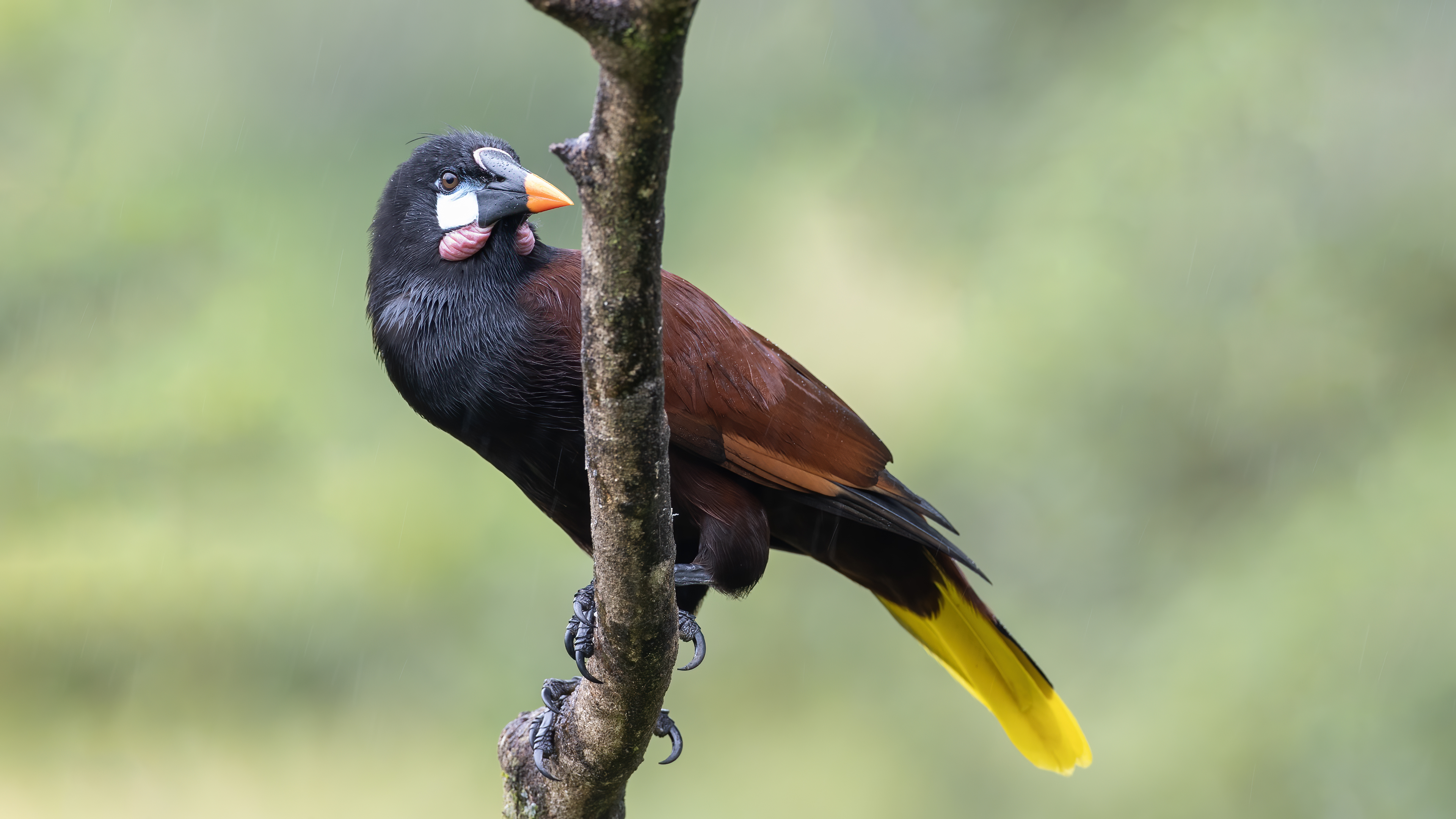 Montezuma Oropendola