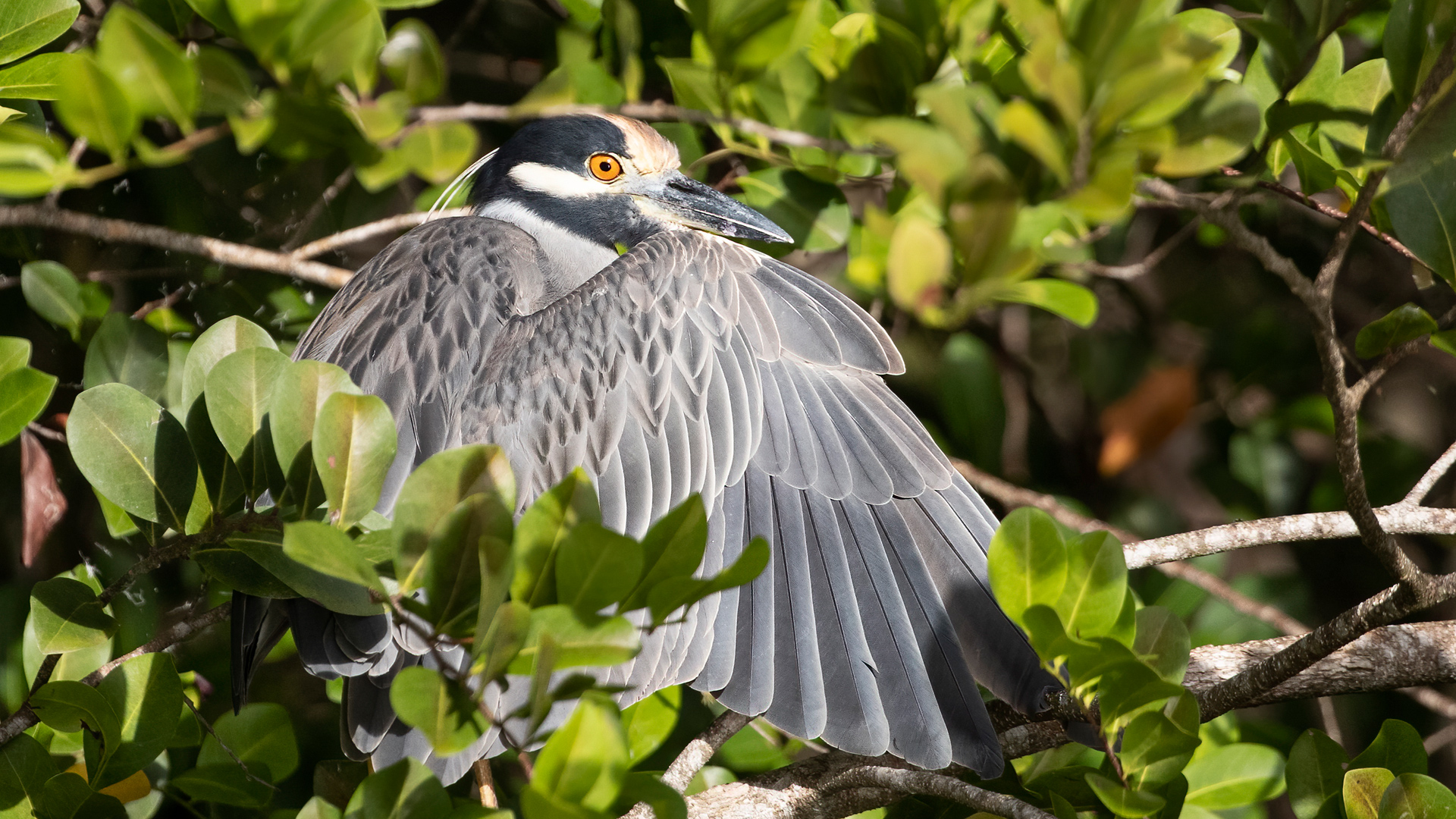 Yellow-crowned Night-Heron