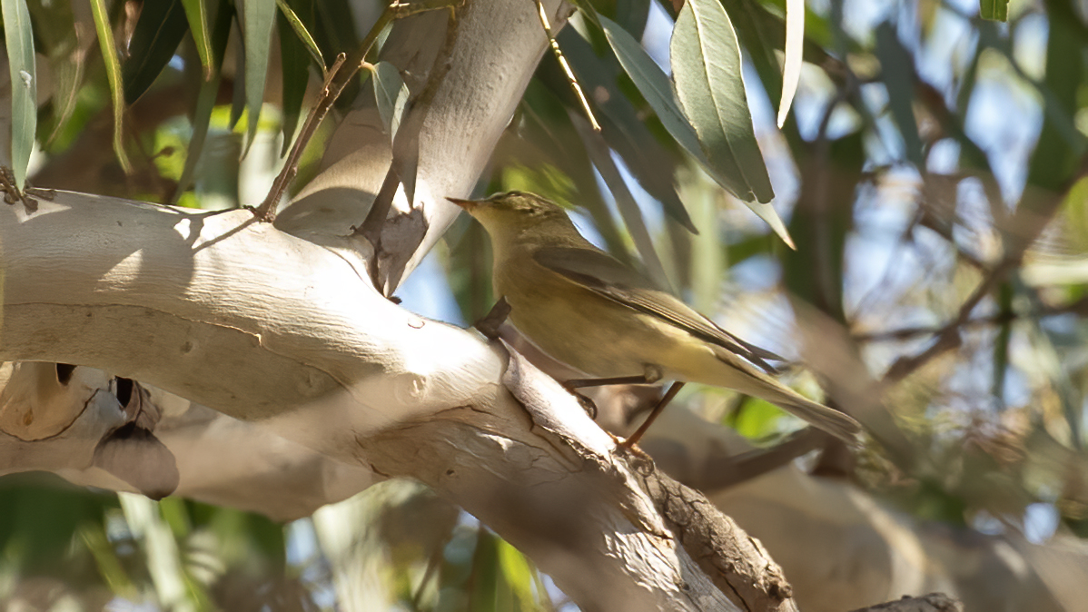 Iberian Chiffchaff