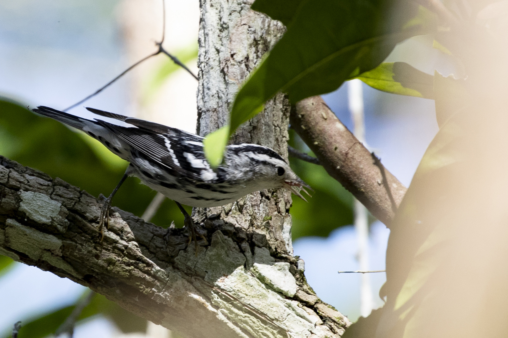 Acadian Flycatcher — Ana fotoğraf